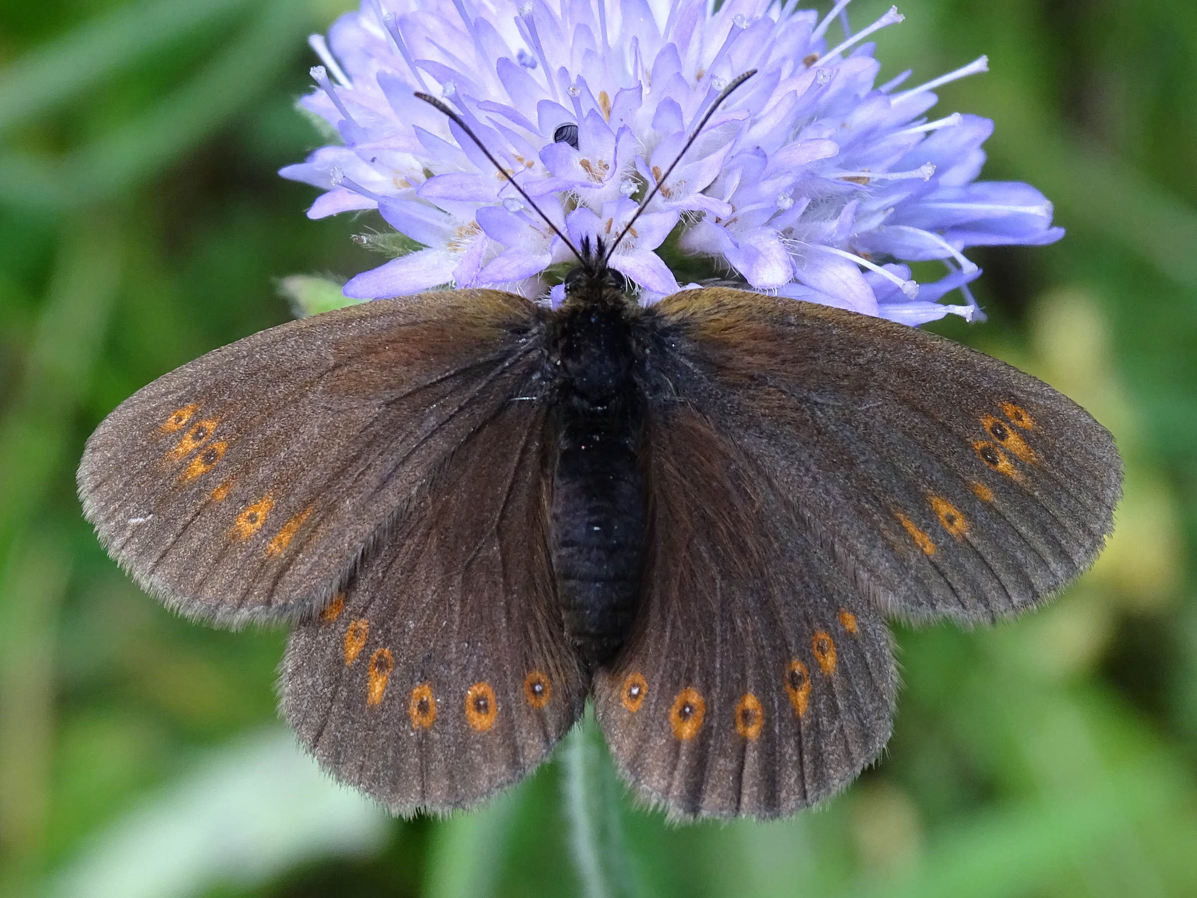 erebia_alberganus2mv