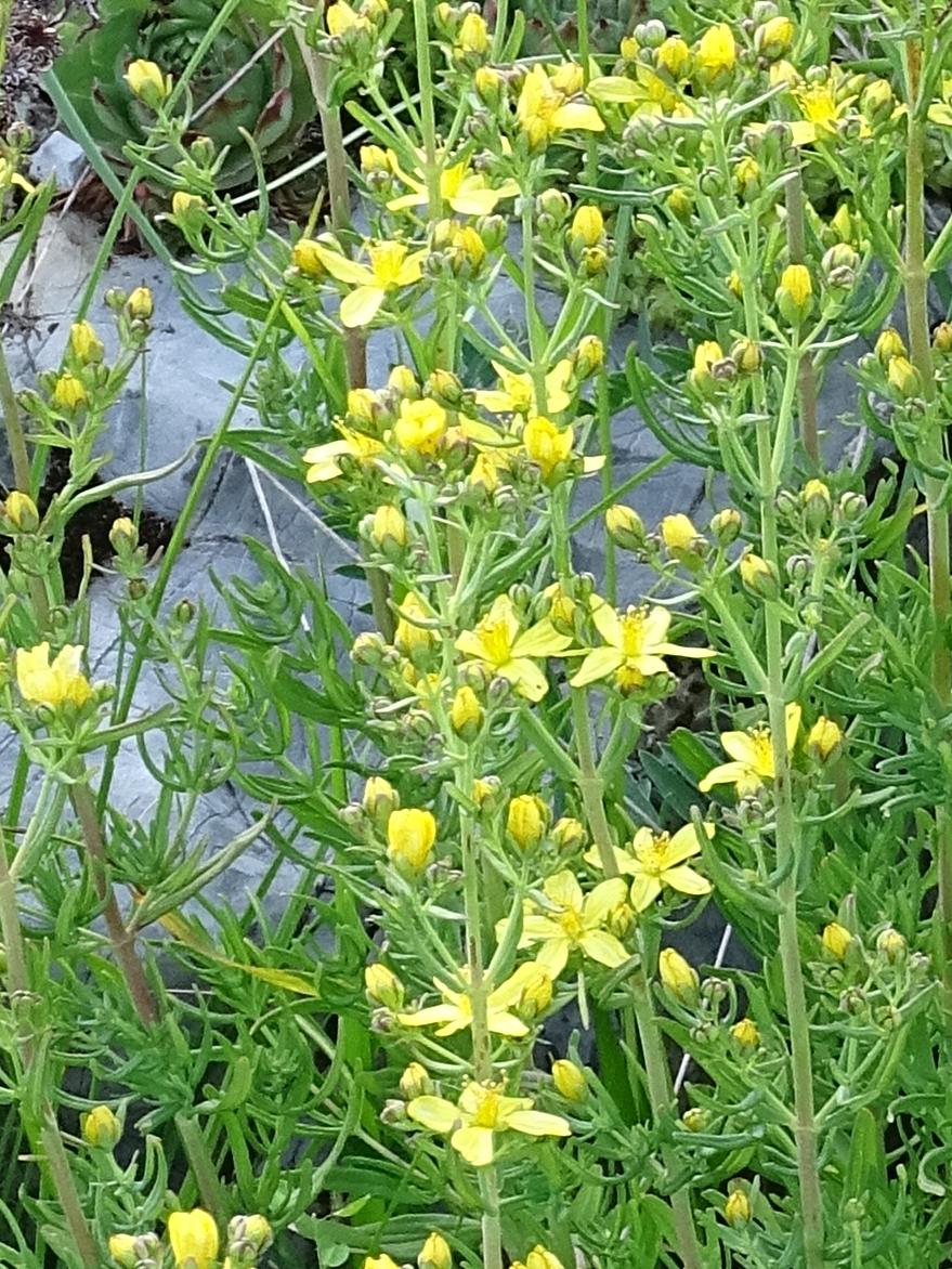 Afficher le média hypericum_hyssopifolium2mv hypericum_hyssopifolium2mv