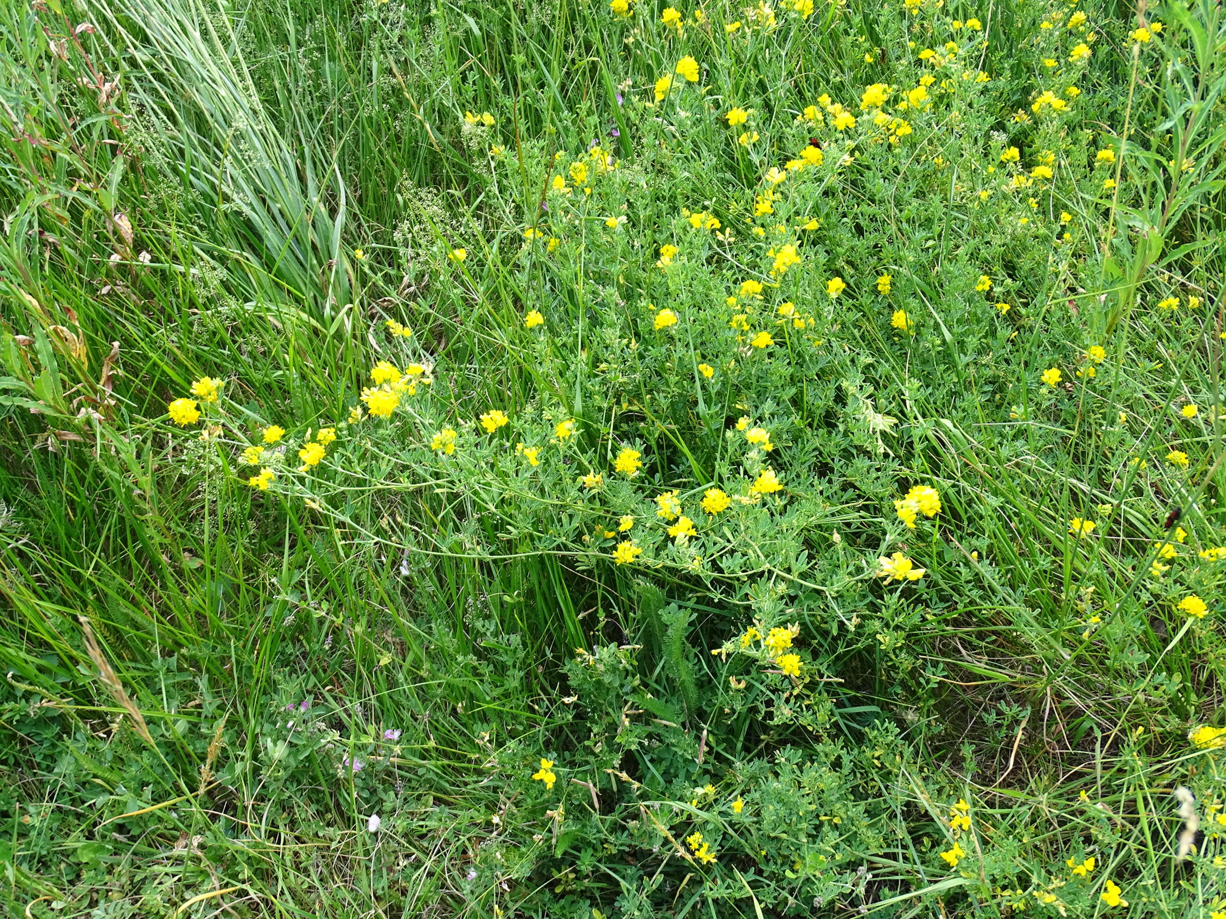 medicago_sativa_falcata1mv