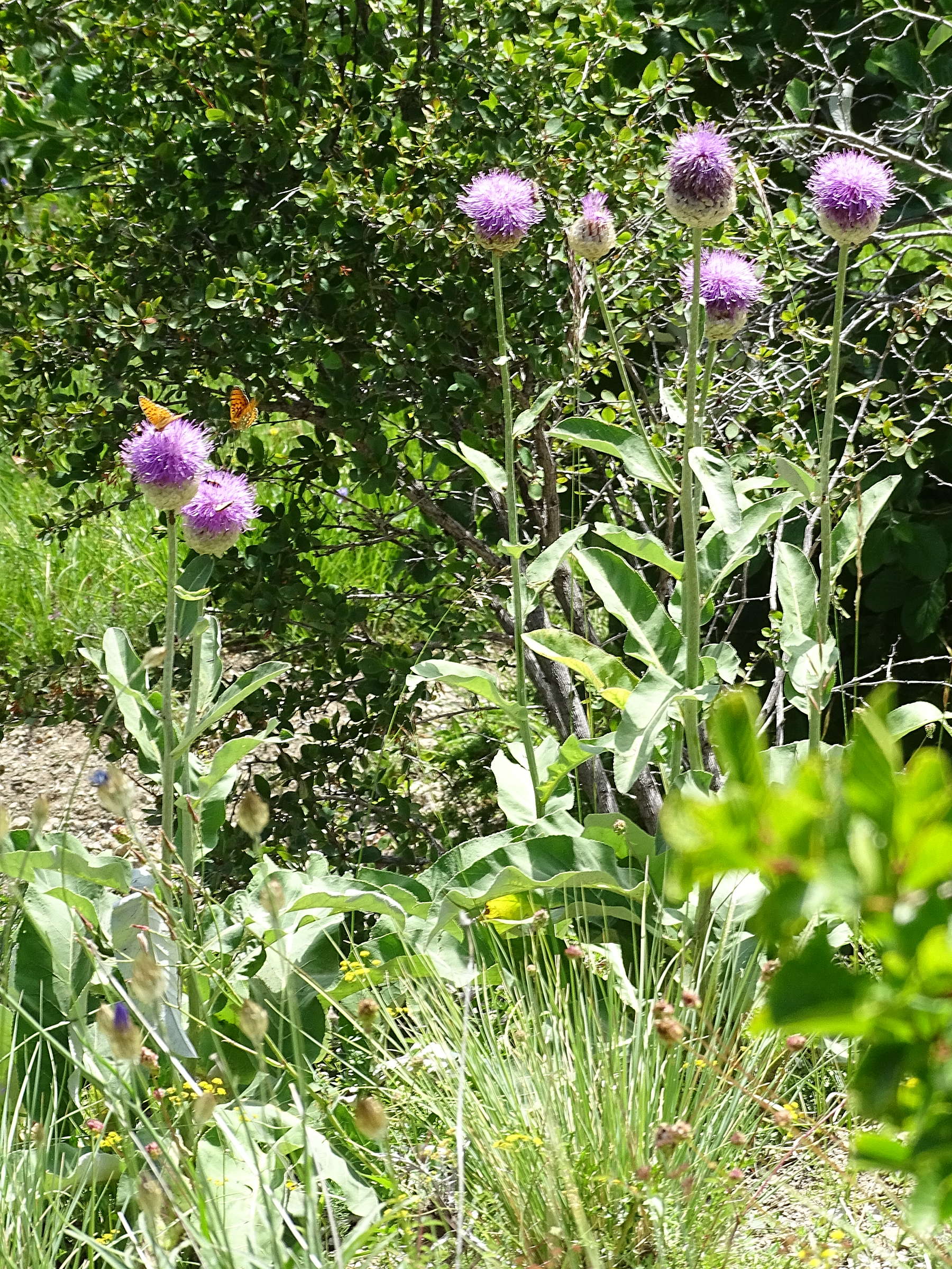 Afficher le média rhaponticum_heleniifolium_heleniifolium6mv rhaponticum_heleniifolium_heleniifolium6mv