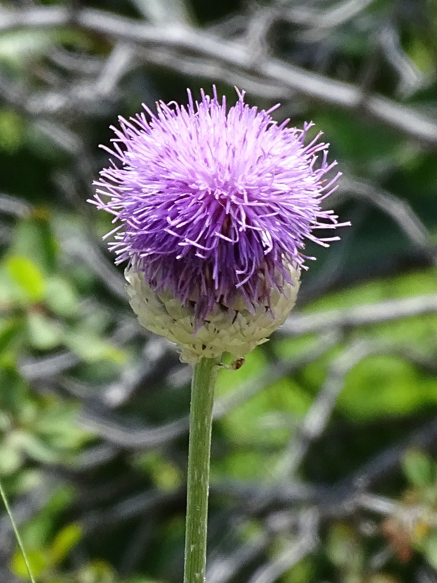 Afficher le média rhaponticum_heleniifolium_heleniifolium7mv rhaponticum_heleniifolium_heleniifolium7mv