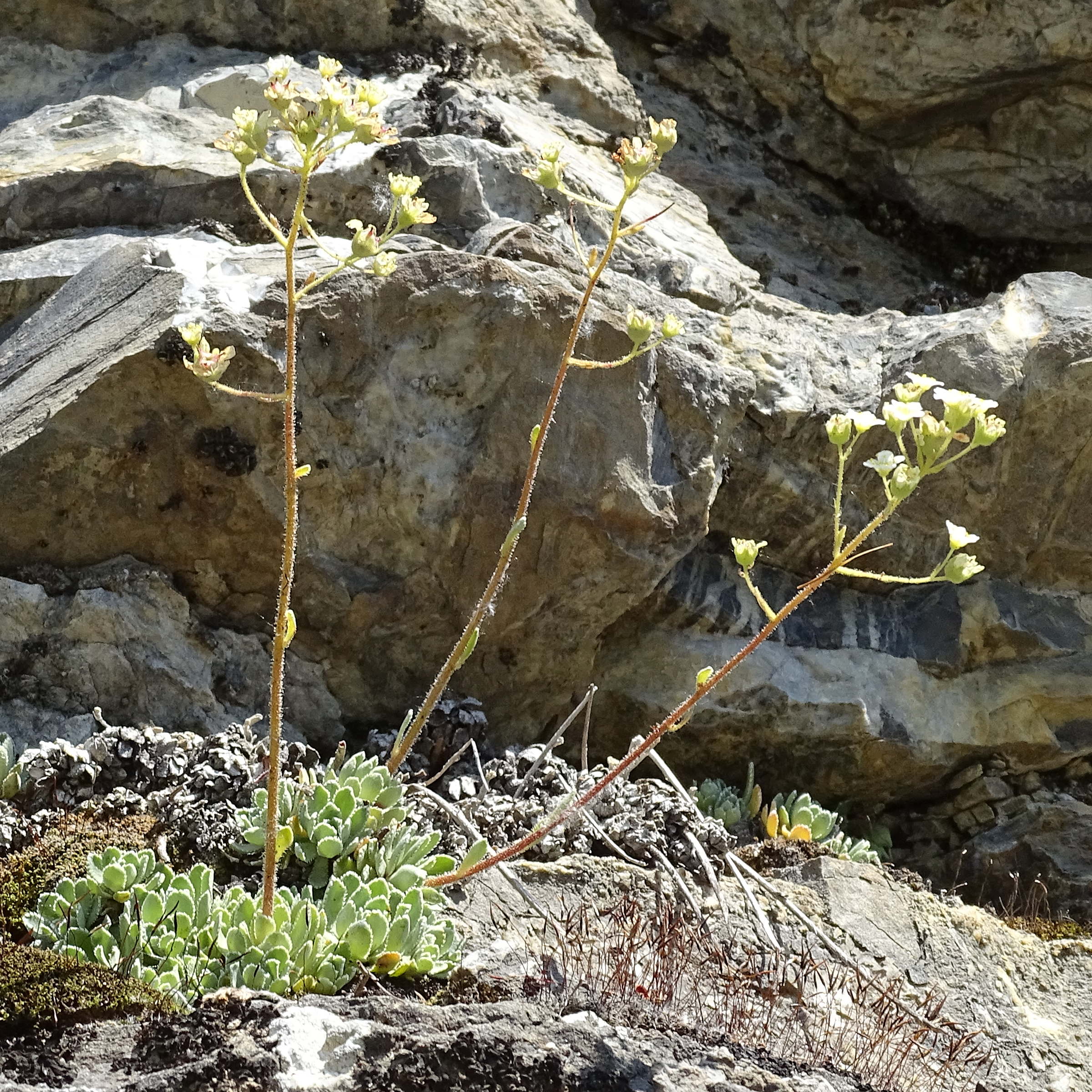 Afficher le média saxifraga_paniculata7mv saxifraga_paniculata7mv