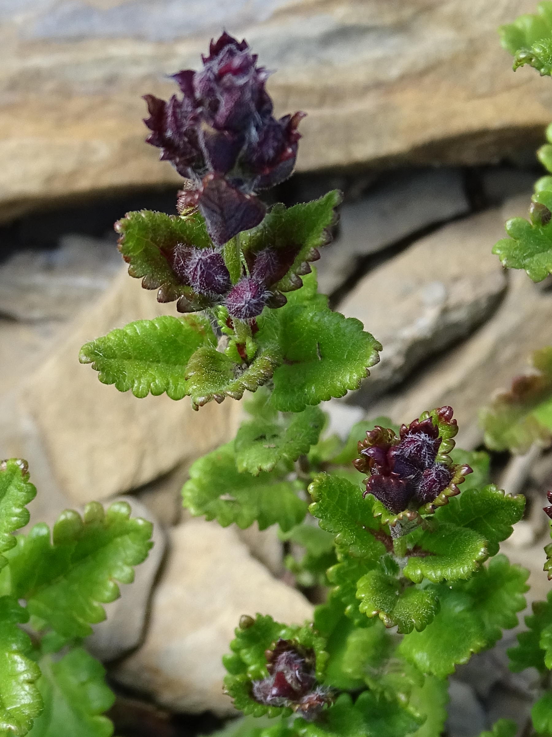 Afficher le média teucrium_chamaedrys7mv teucrium_chamaedrys7mv