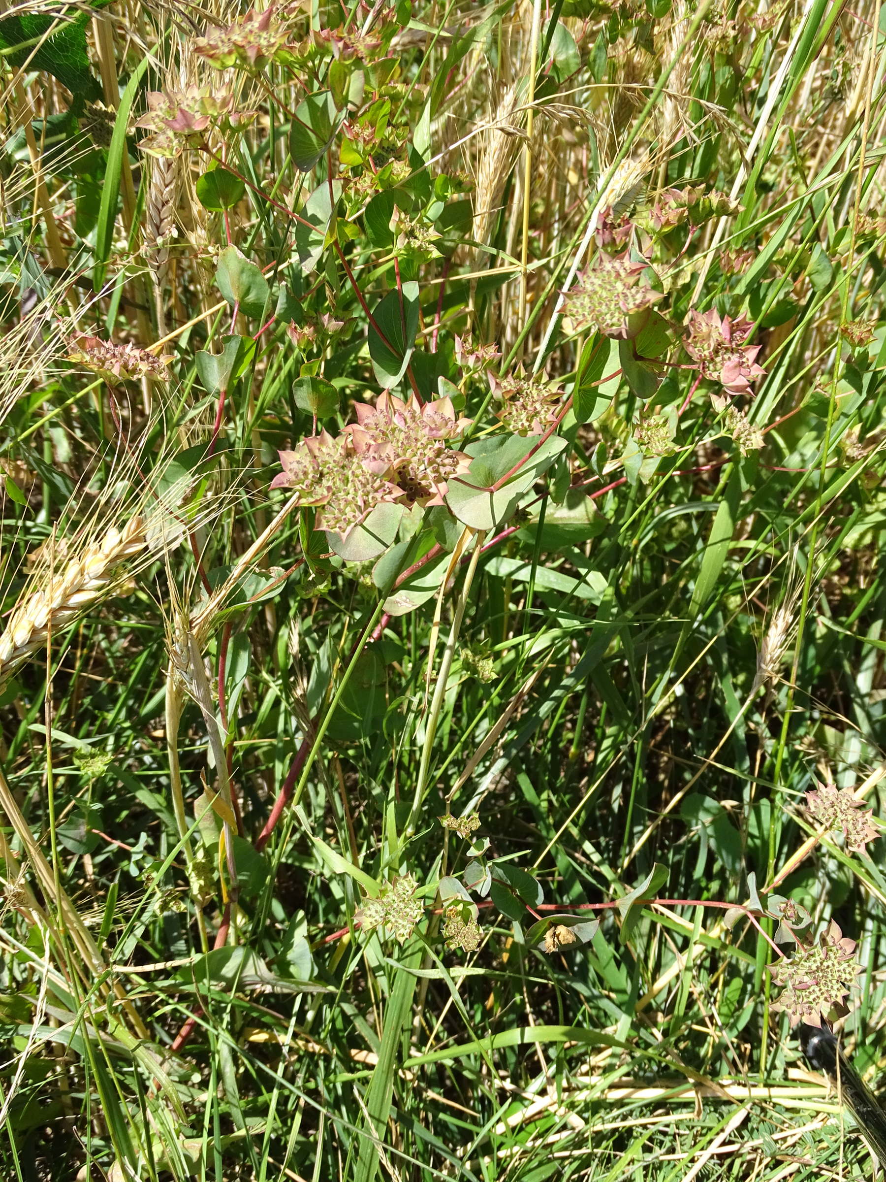 bupleurum_rotundifolium3mv