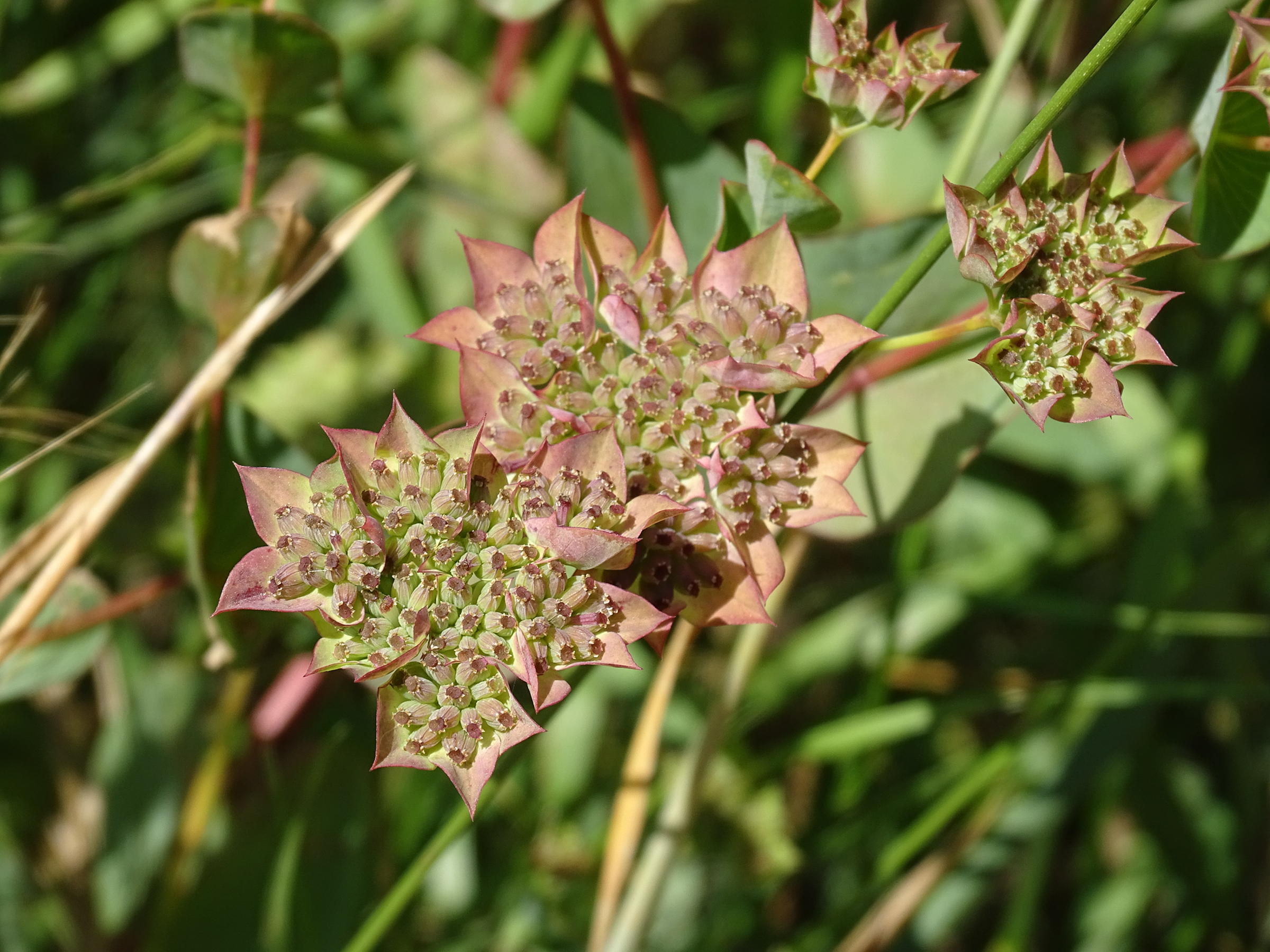 bupleurum_rotundifolium4mv