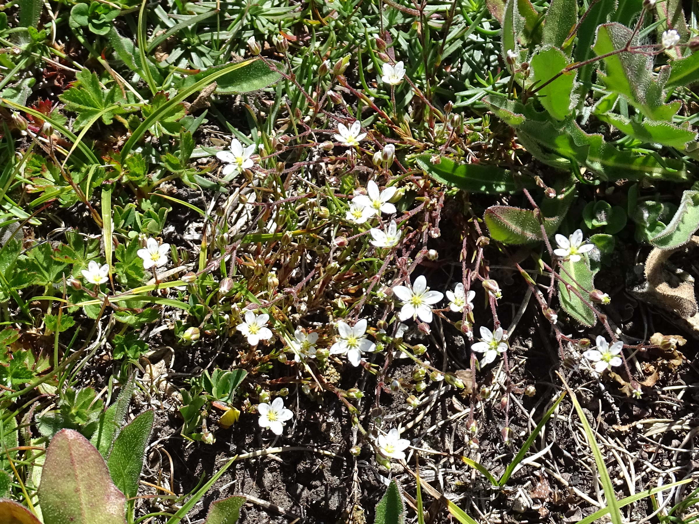 Afficher le média minuartia_verna1mv minuartia_verna1mv