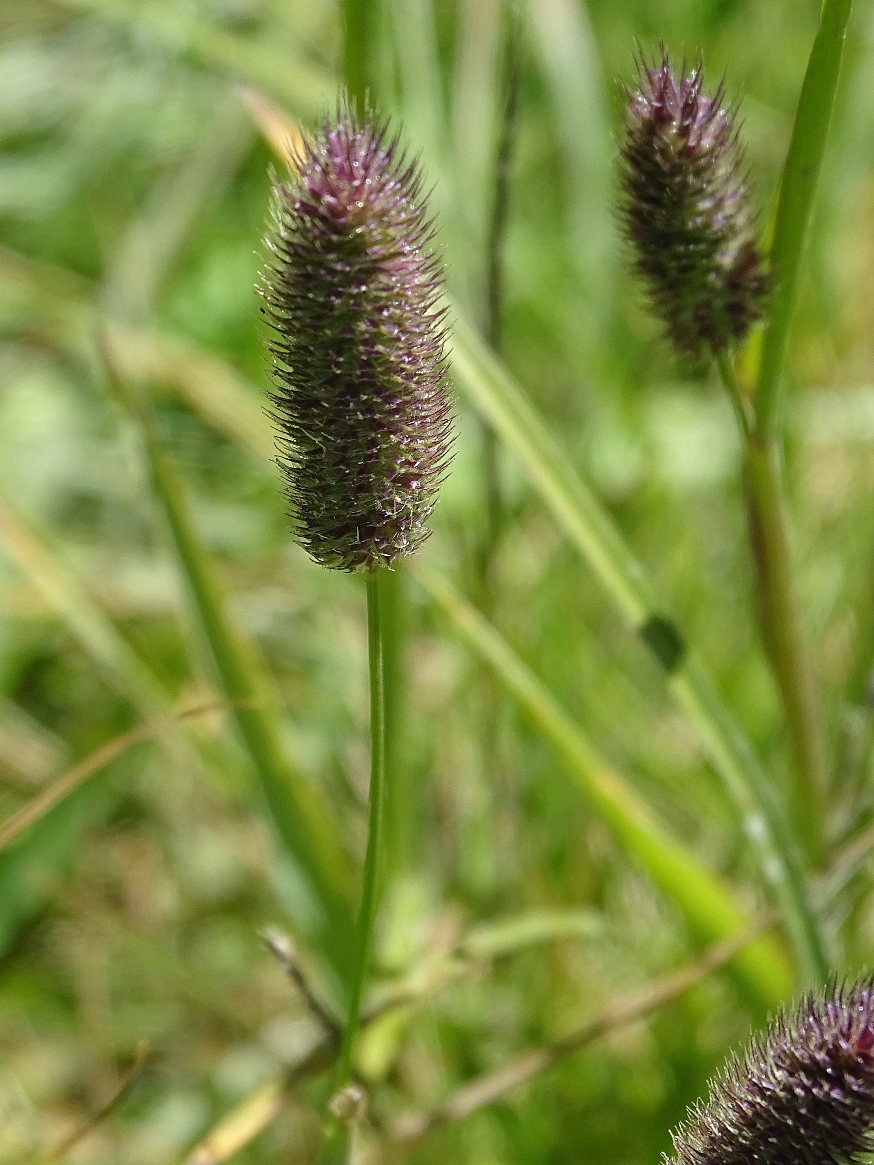 phleum_alpinum1mv