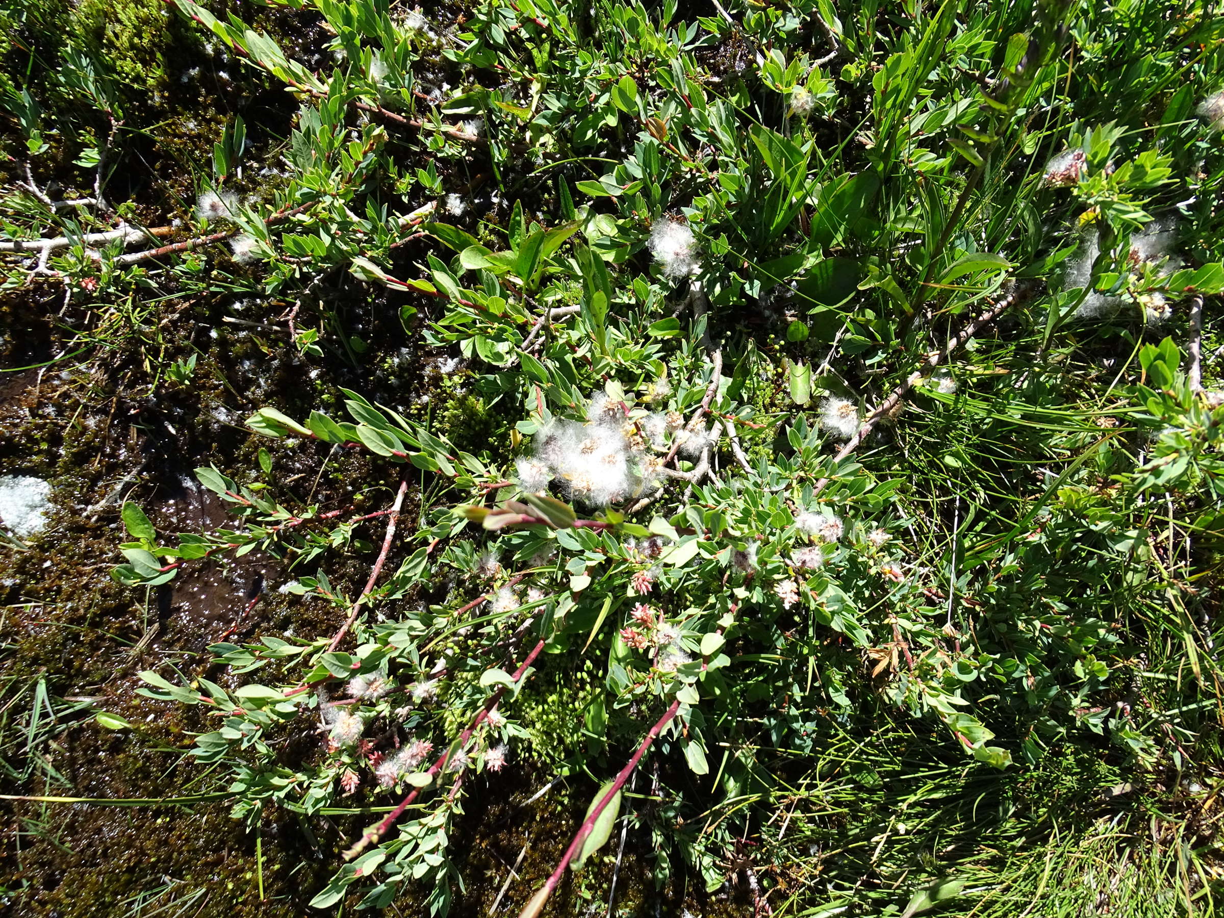 Afficher le média salix_caesia1mv salix_caesia1mv