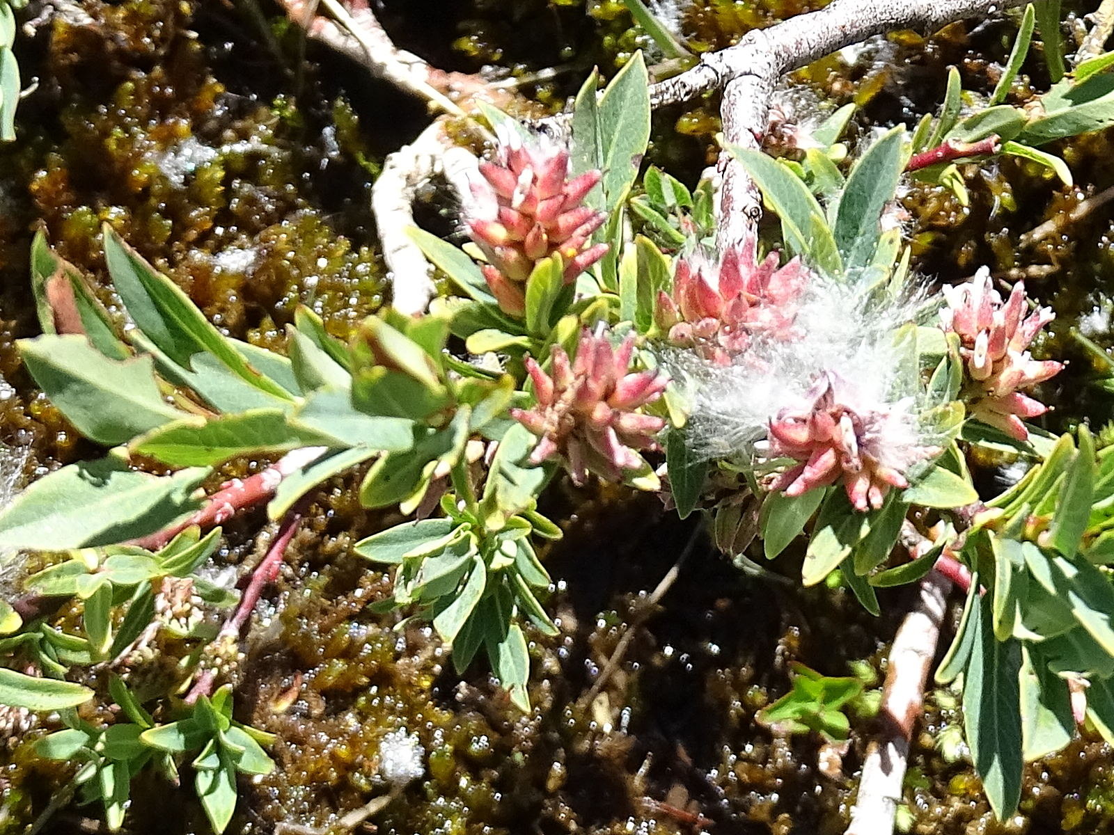 Afficher le média salix_caesia2mv salix_caesia2mv