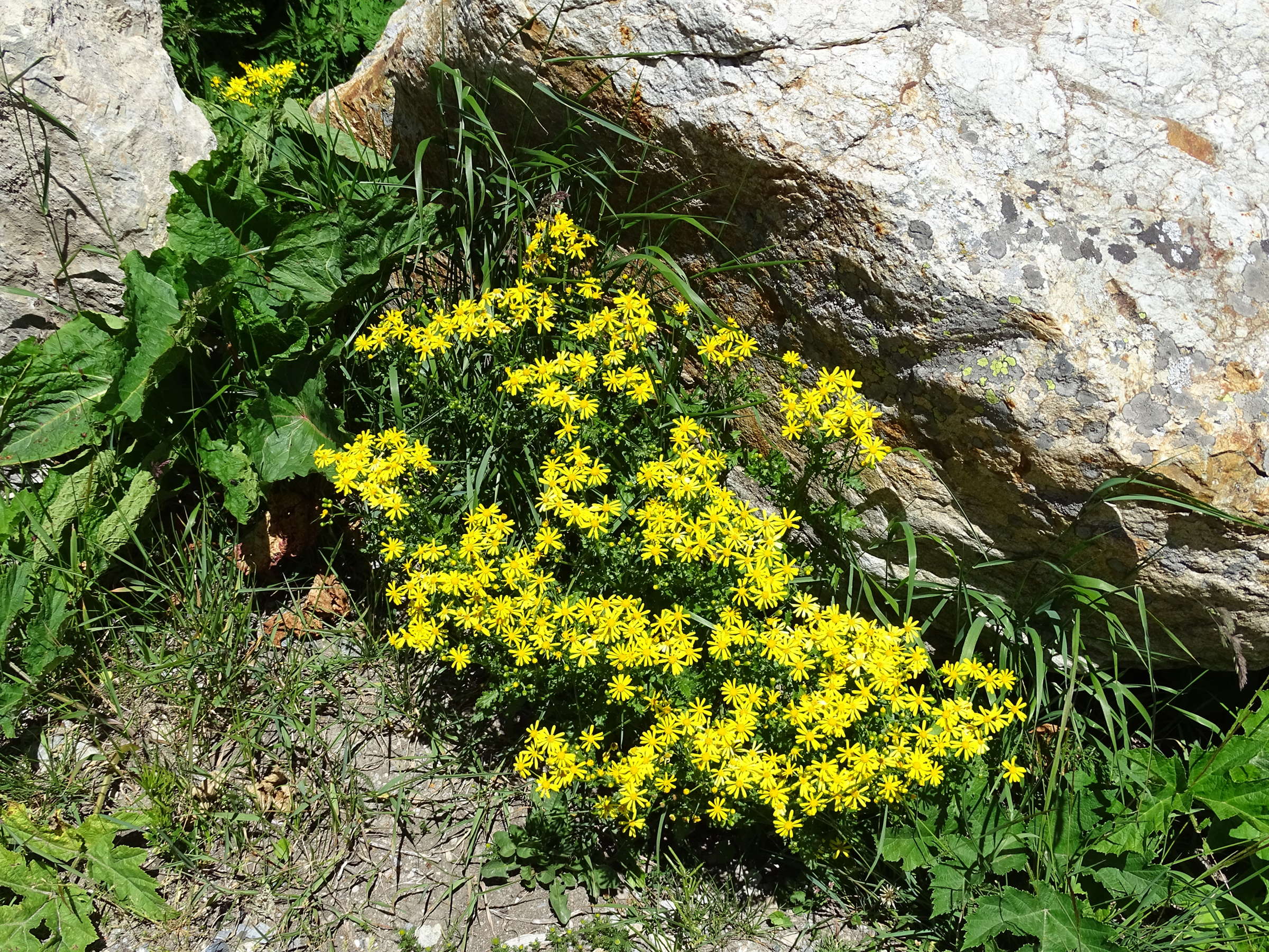 senecio_squalidus_rupestris2mv