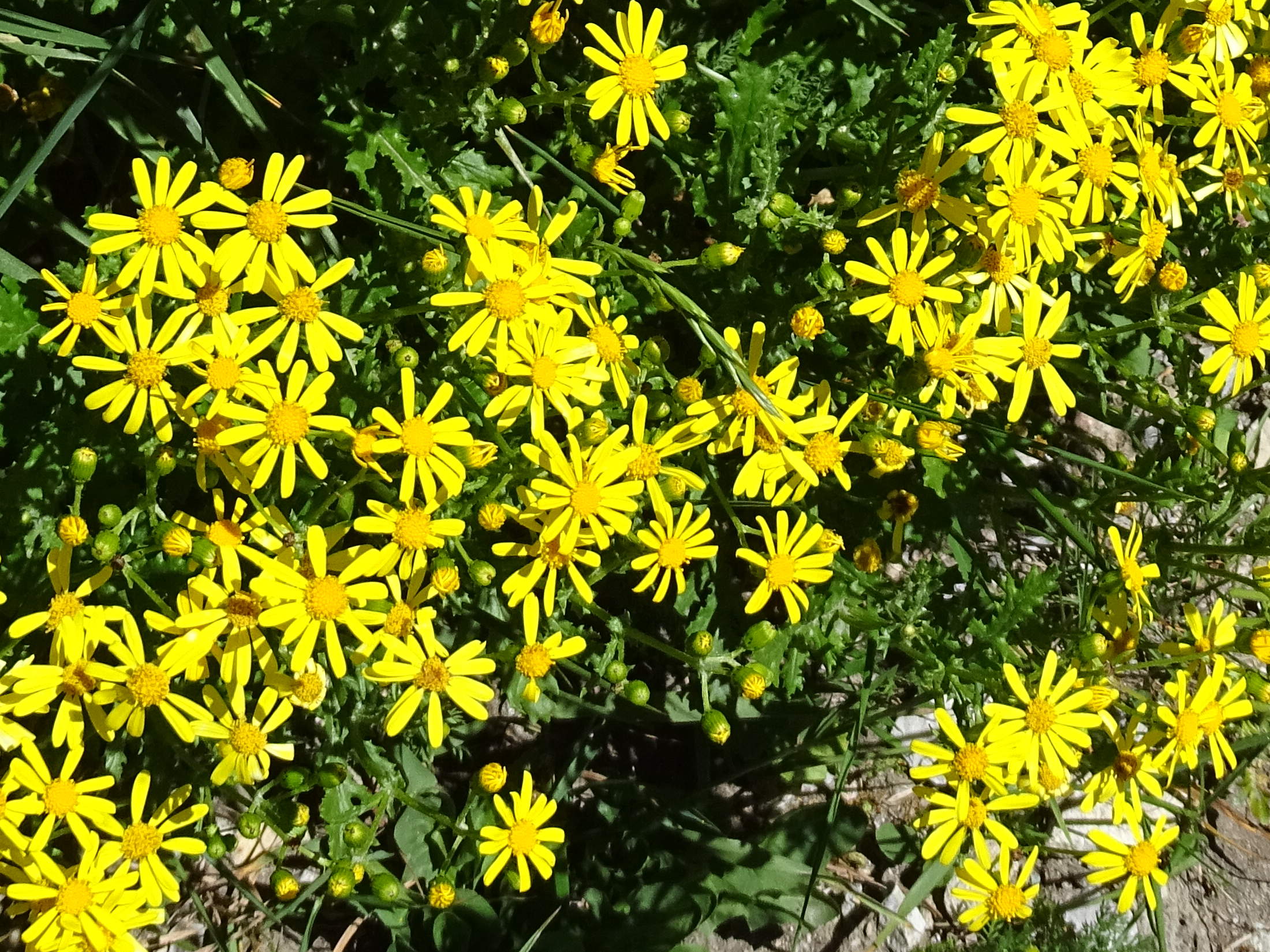 senecio_squalidus_rupestris3mv