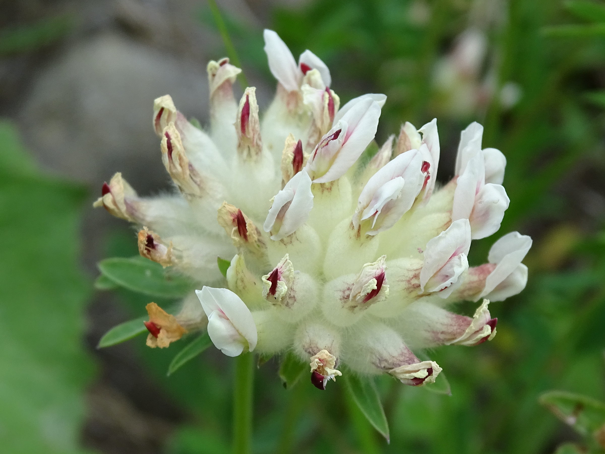 anthyllis_vulneraria10mv