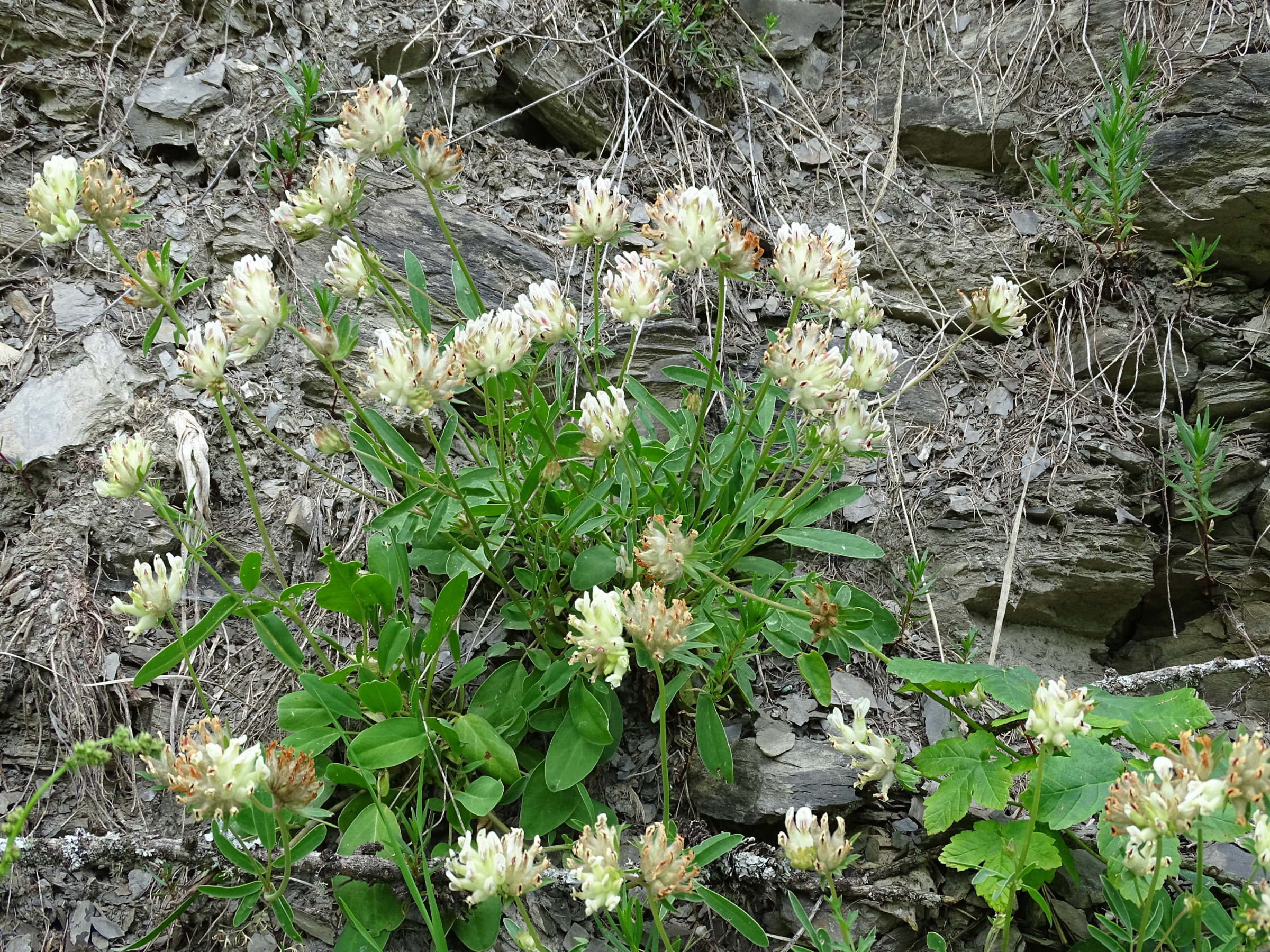 anthyllis_vulneraria9mv