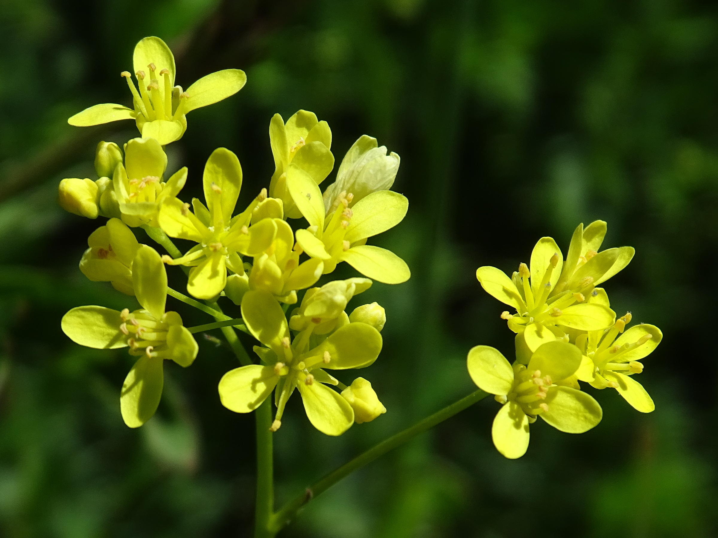 Afficher le média biscutella_laevigata5mv biscutella_laevigata5mv