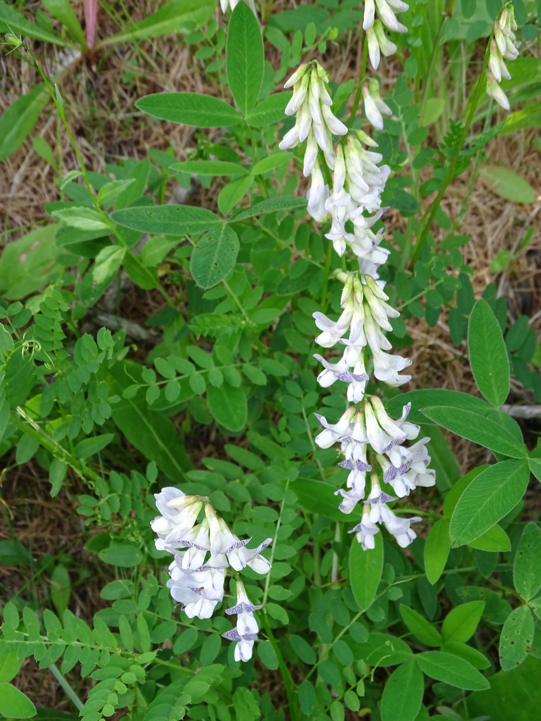 ervilia_sylvatica1mv