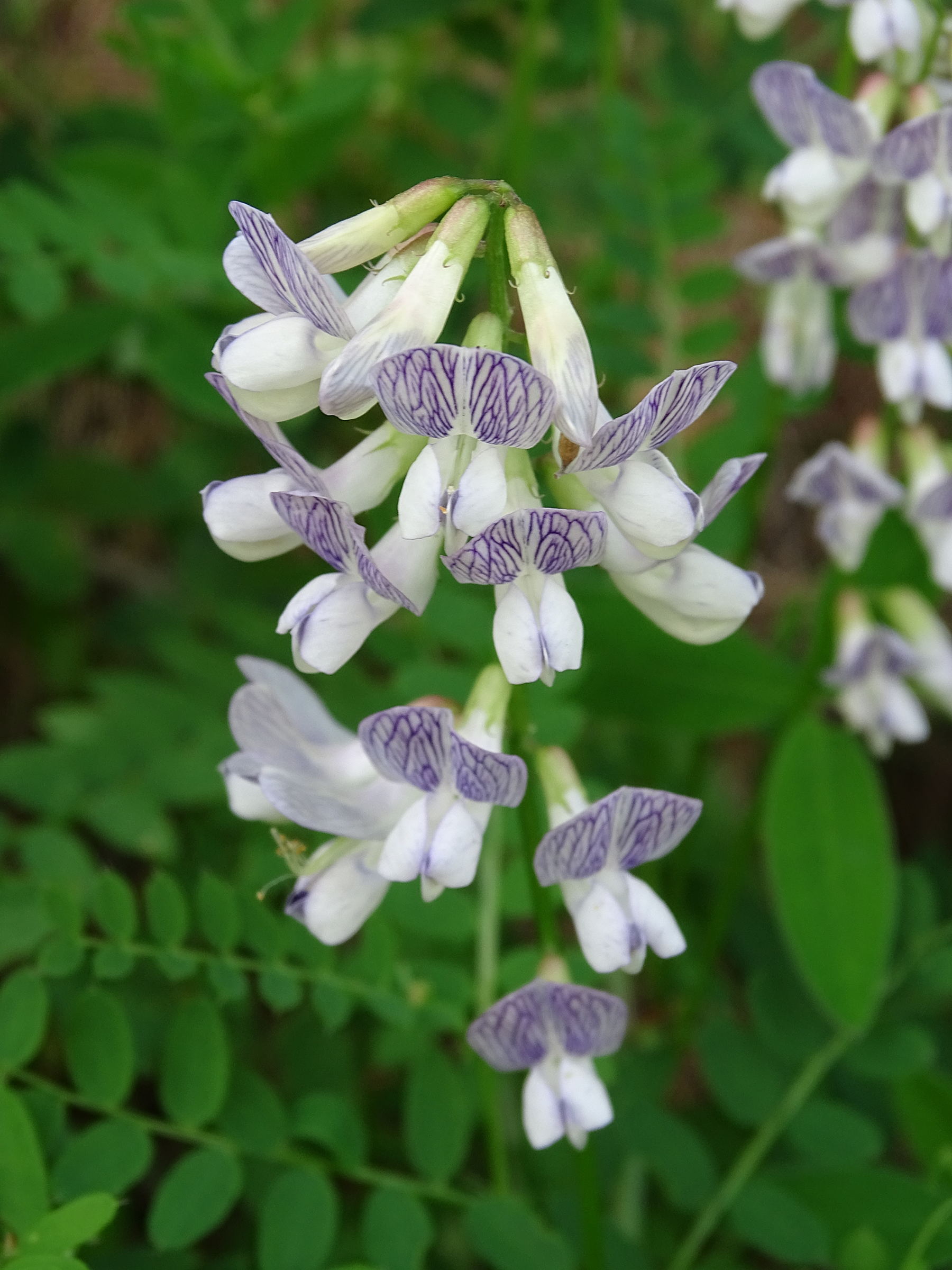 ervilia_sylvatica2mv