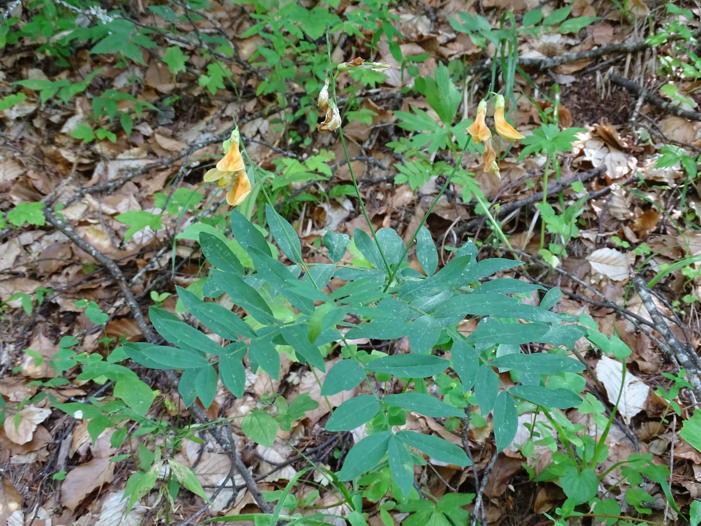 lathyrus_laevigatus_occidentalis1mv