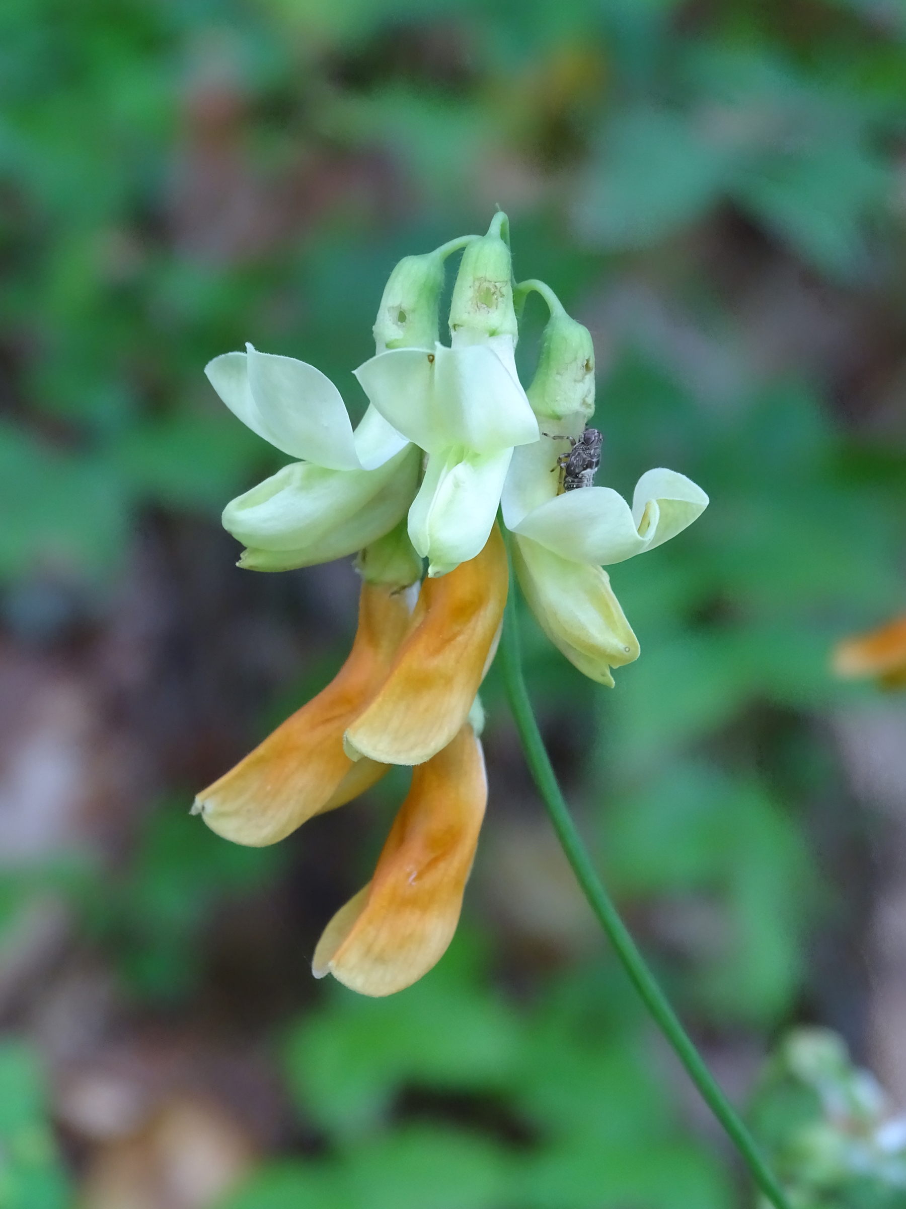 lathyrus_laevigatus_occidentalis2mv