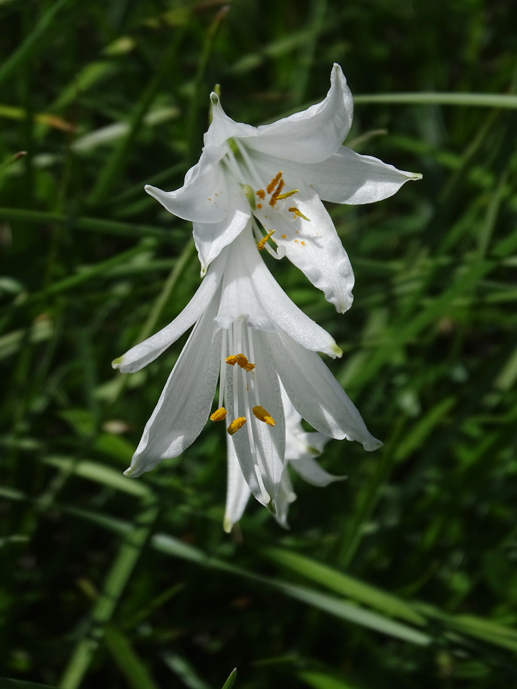 Afficher le média paradisea_liliastrum2mv paradisea_liliastrum2mv