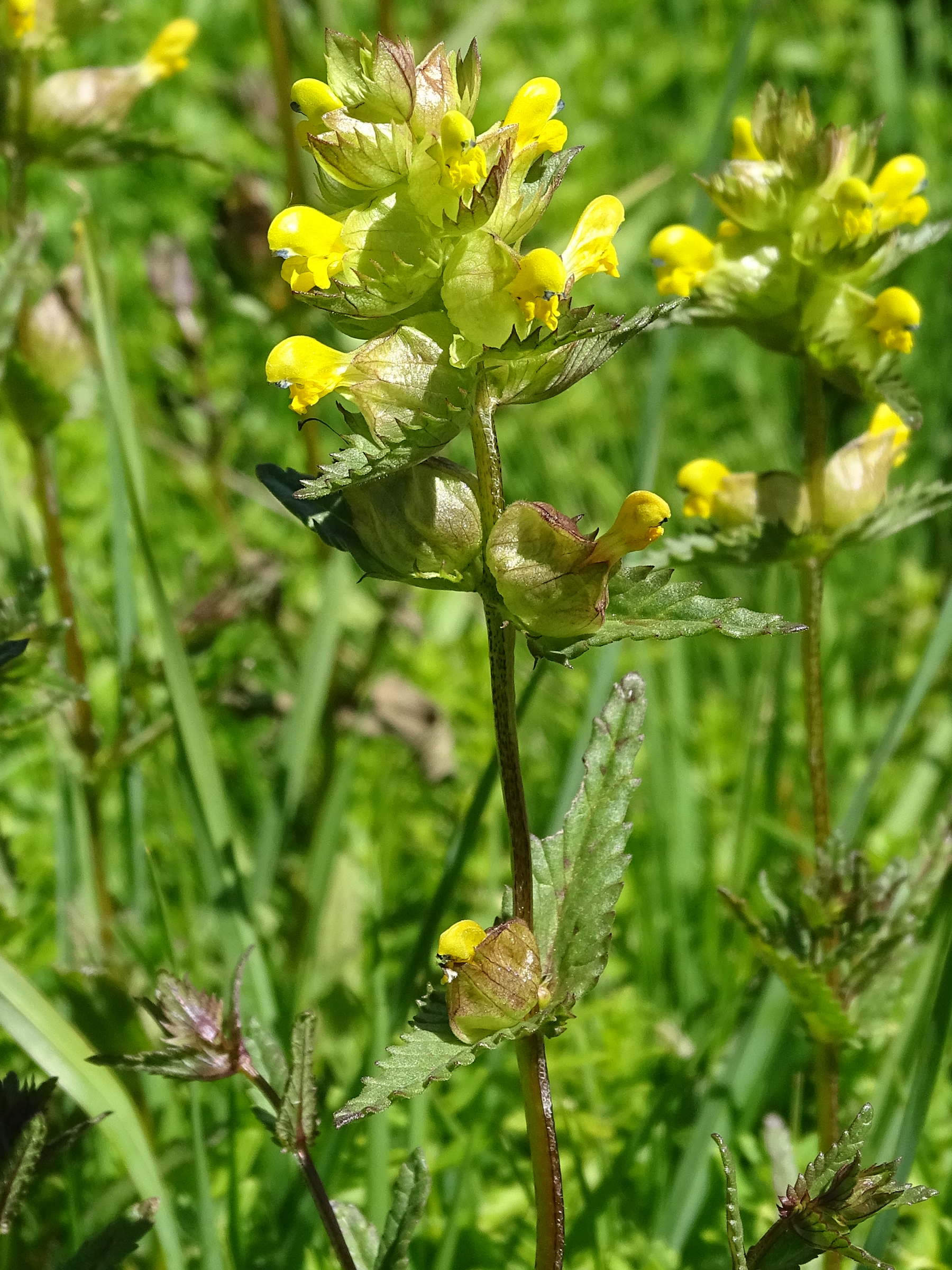 Afficher le média rhinanthus_minor4mv rhinanthus_minor4mv