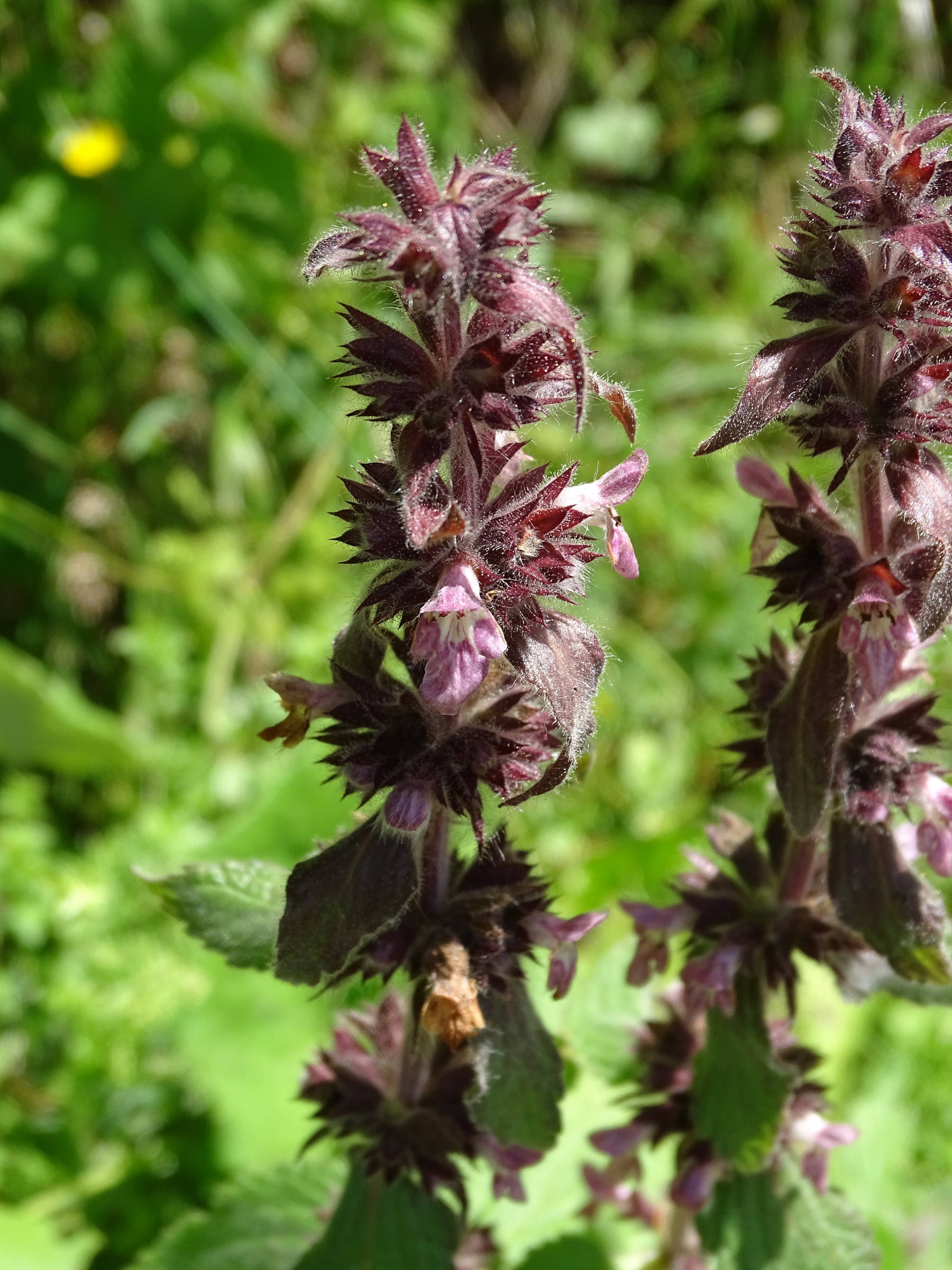 Afficher le média stachys_alpina2mv stachys_alpina2mv