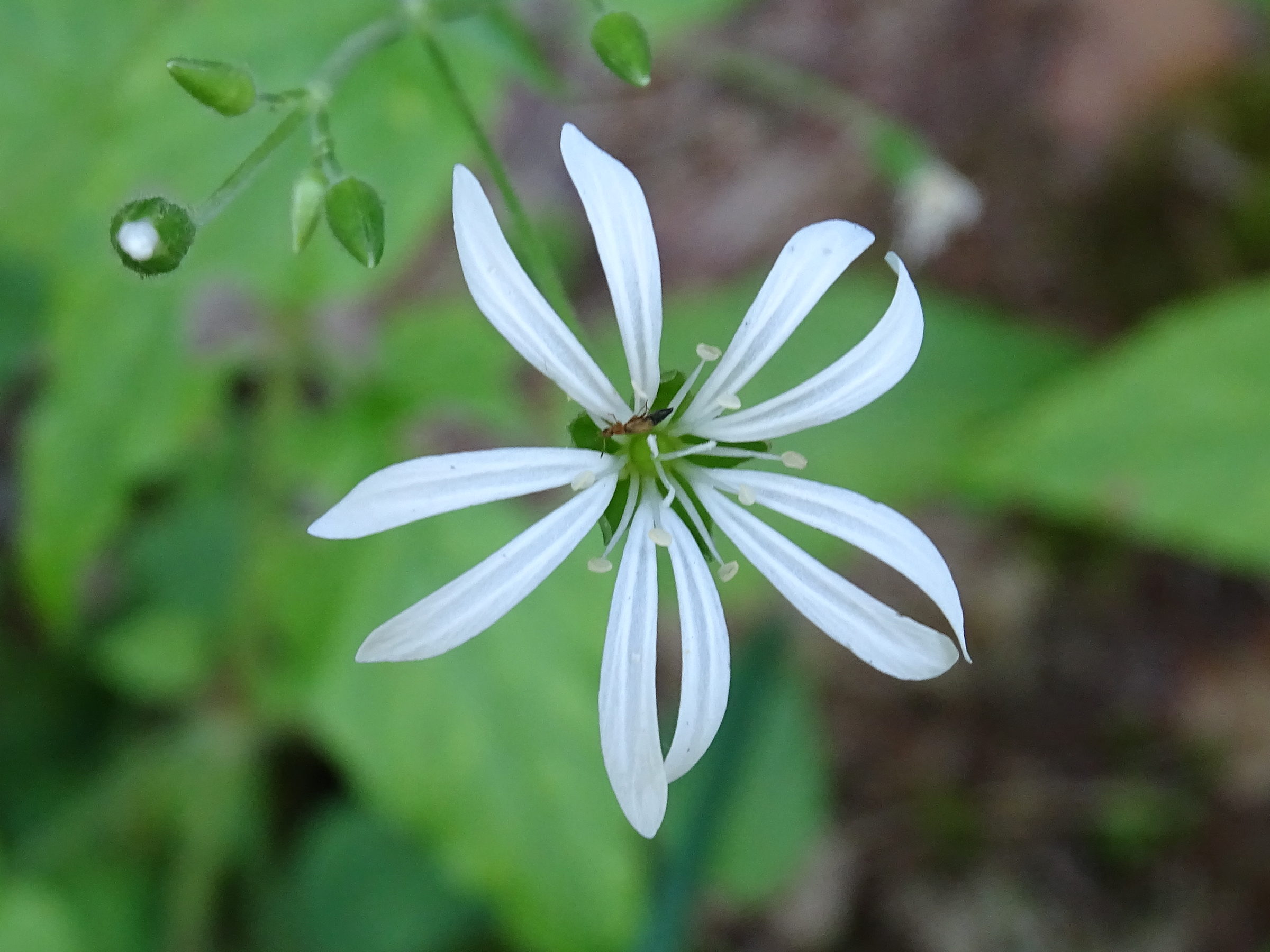 Afficher le média stellaria_nemorum4mv stellaria_nemorum4mv