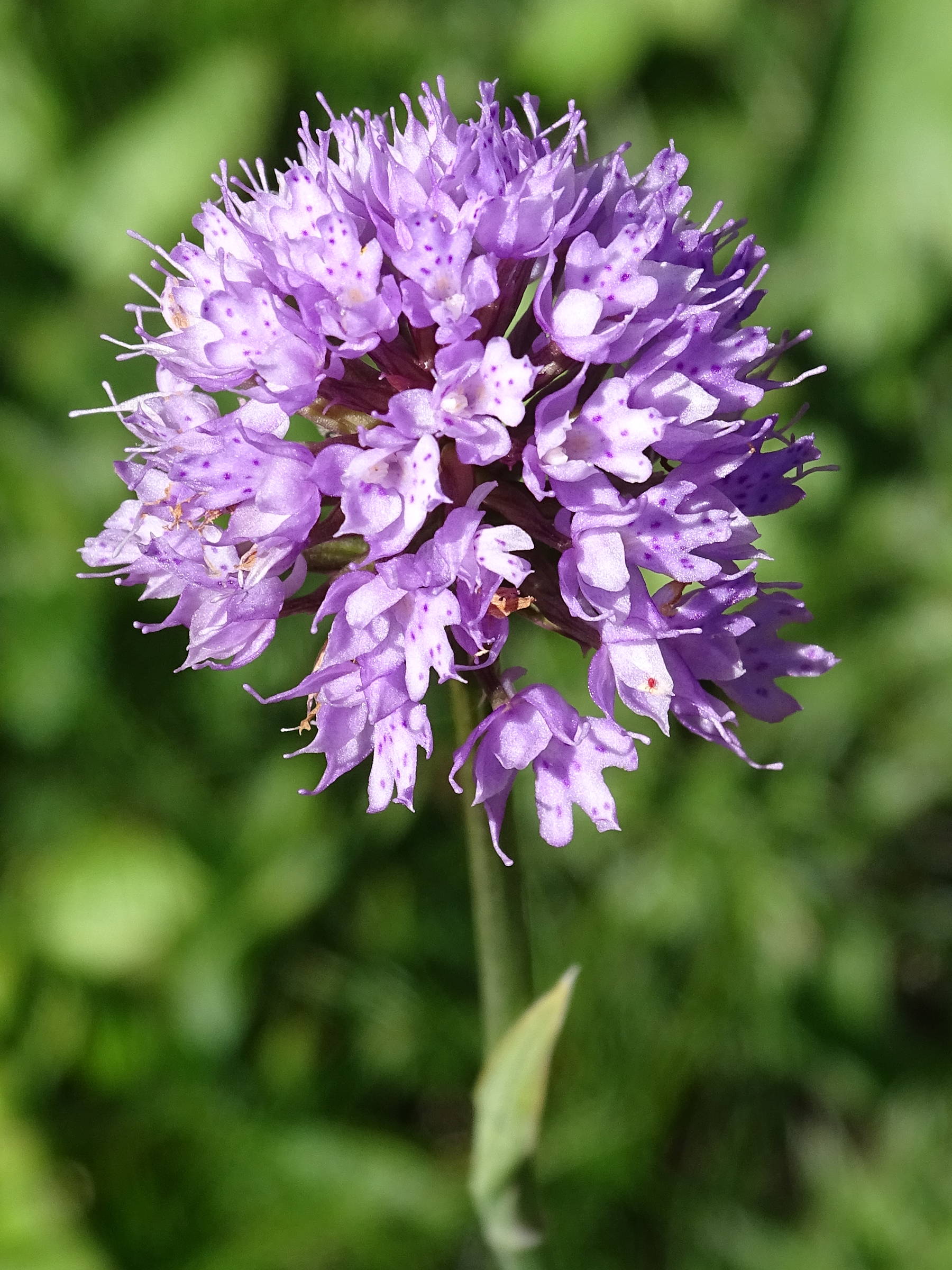Afficher le média traunsteinera_globosa4mv traunsteinera_globosa4mv