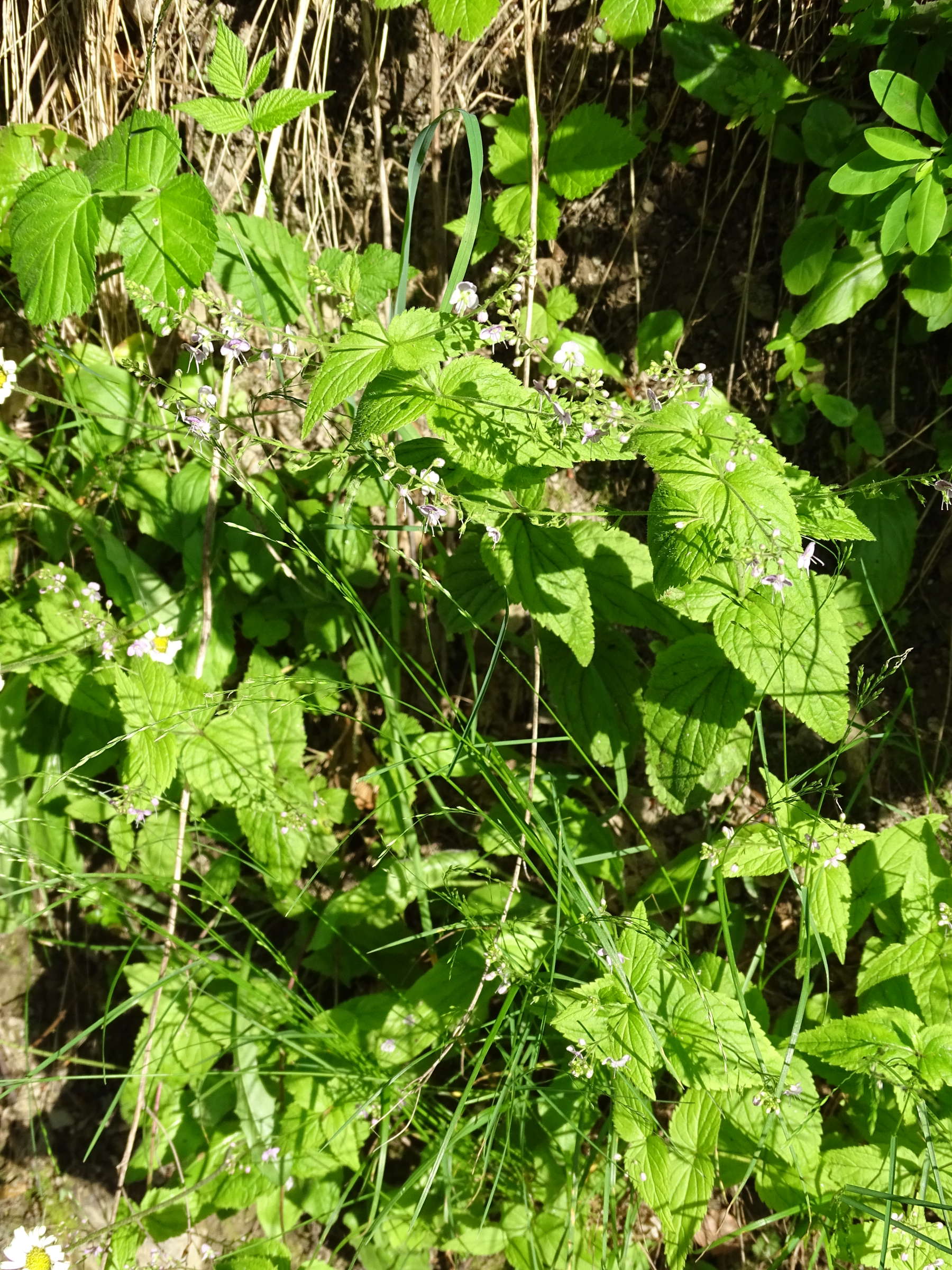 veronica_urticifolia1mv