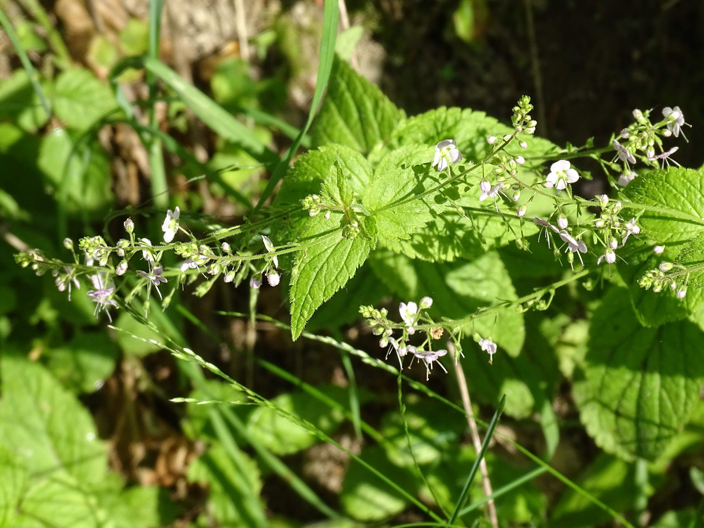veronica_urticifolia2mv