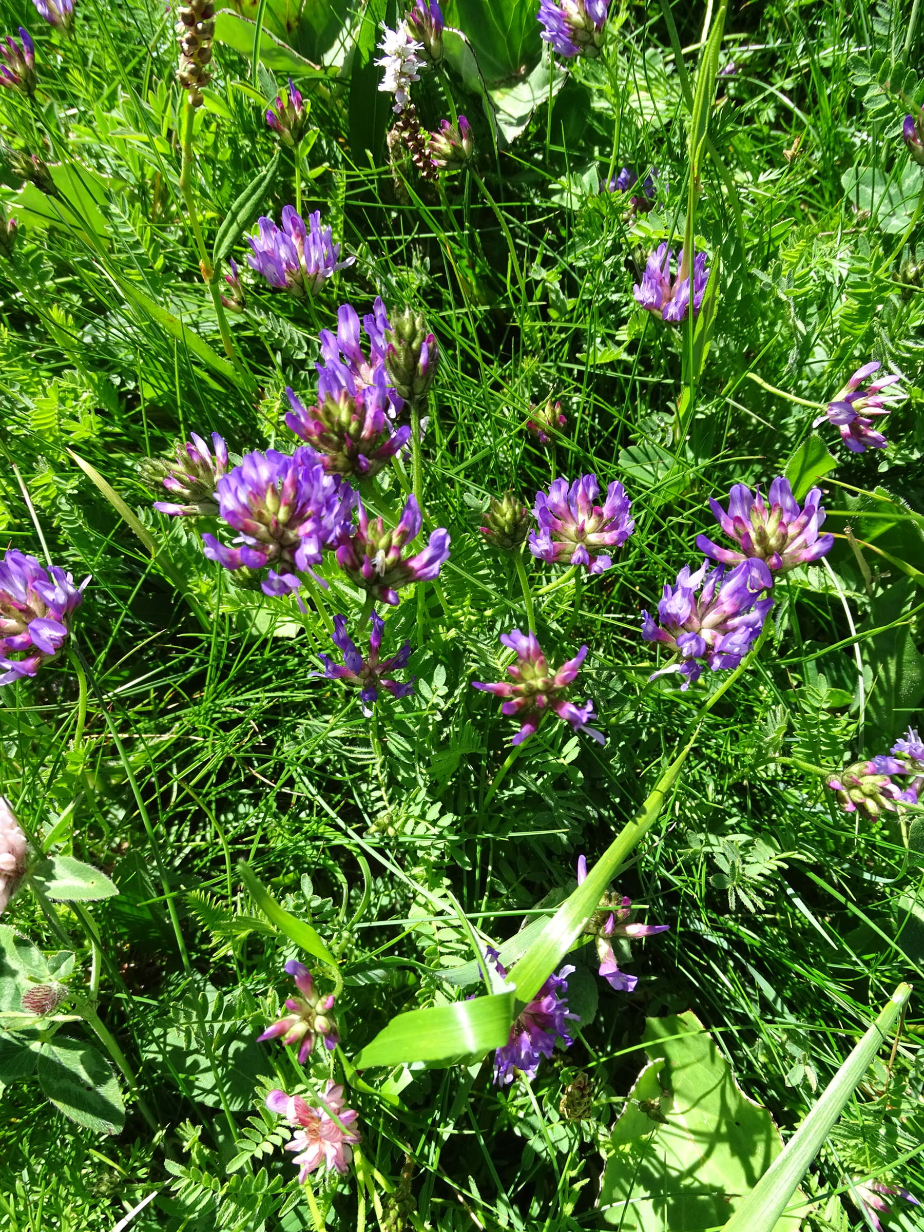 Afficher le média astragalus_danicus1mv astragalus_danicus1mv