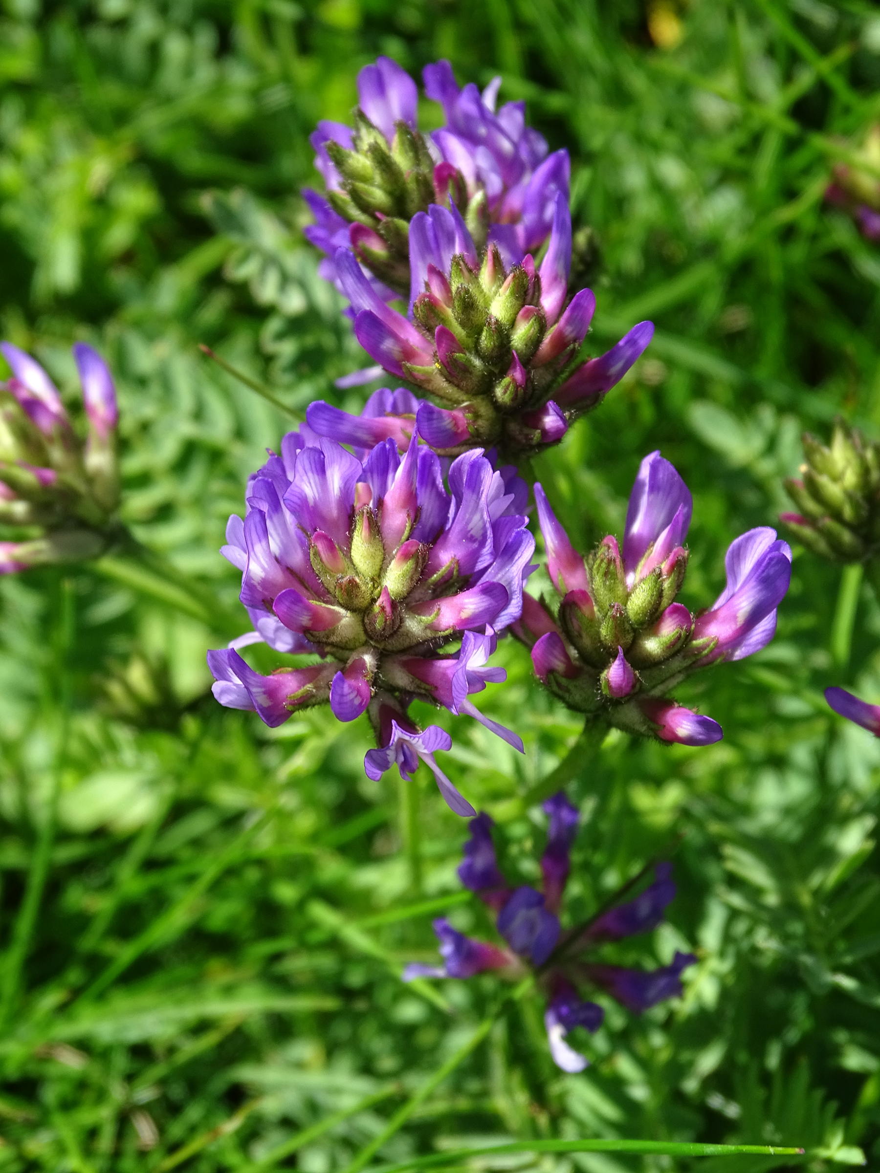 Afficher le média astragalus_danicus2mv astragalus_danicus2mv
