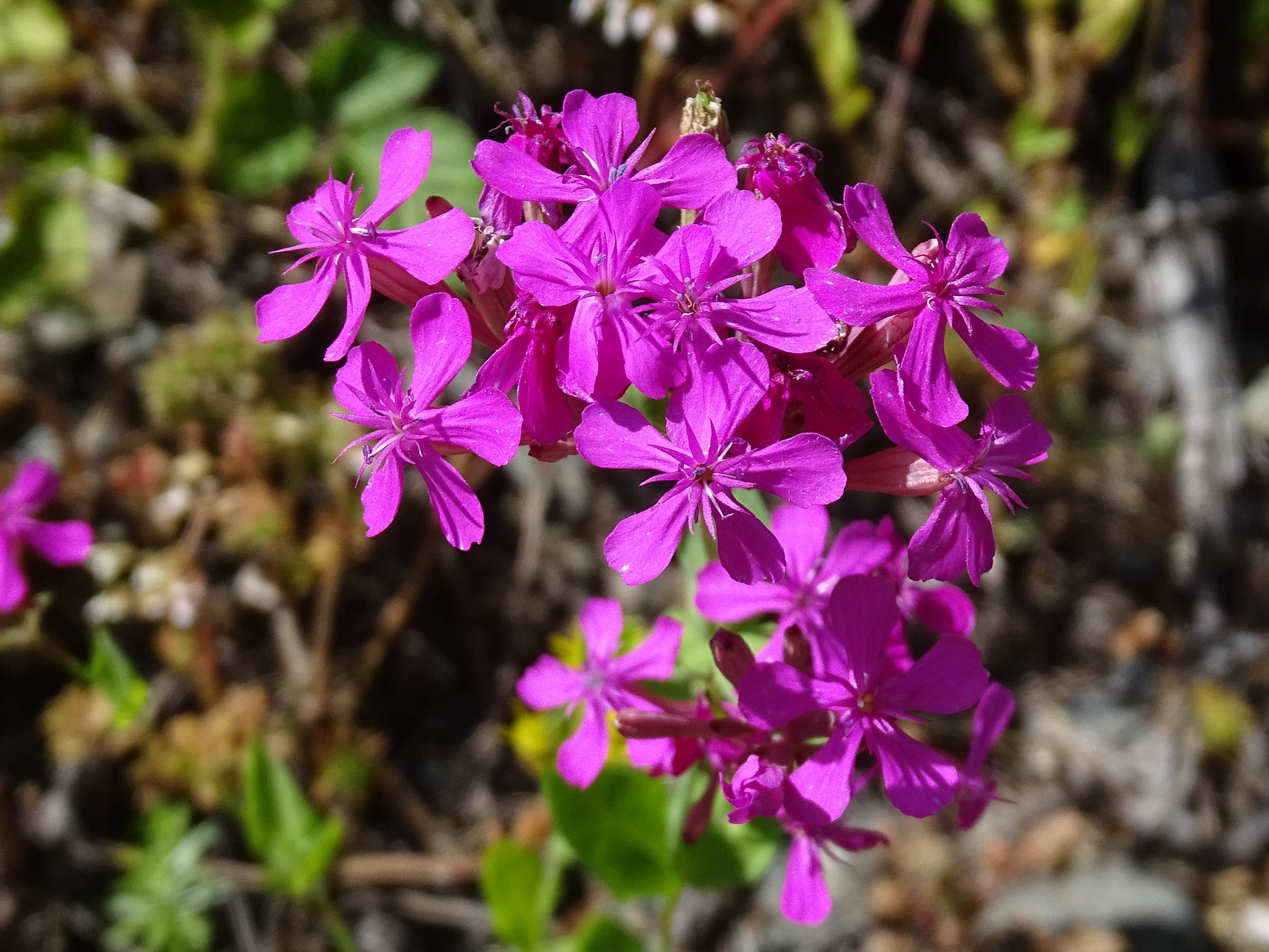 Afficher le média atocion_armeria4mv atocion_armeria4mv