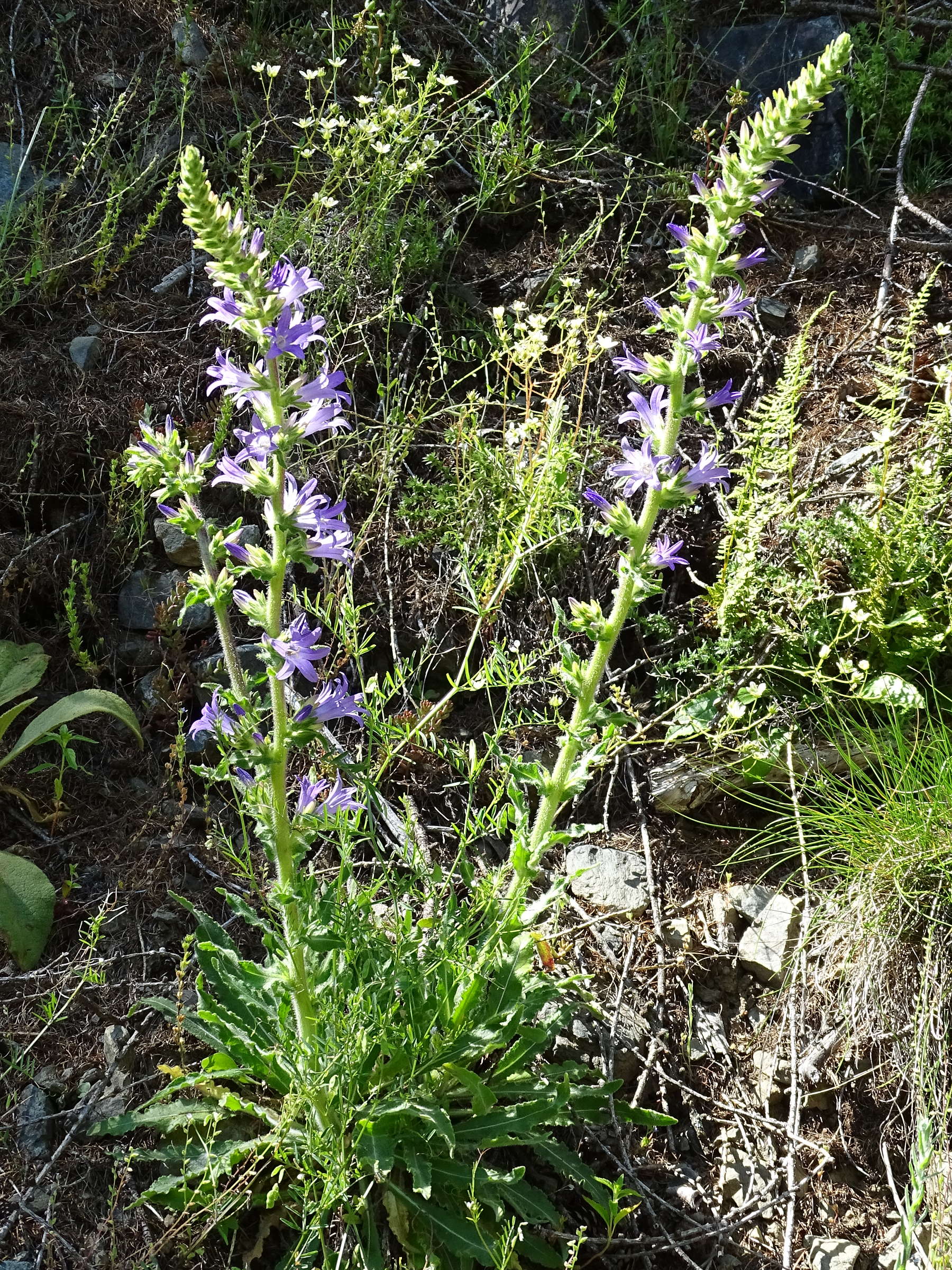 campanula_spicata3mv