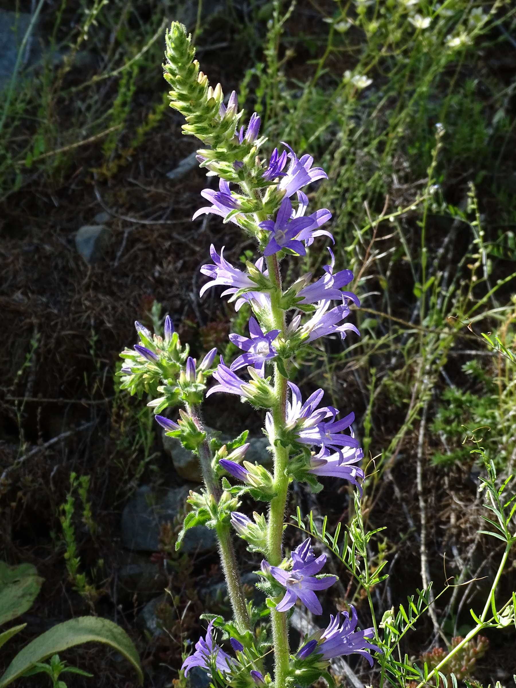 campanula_spicata4mv