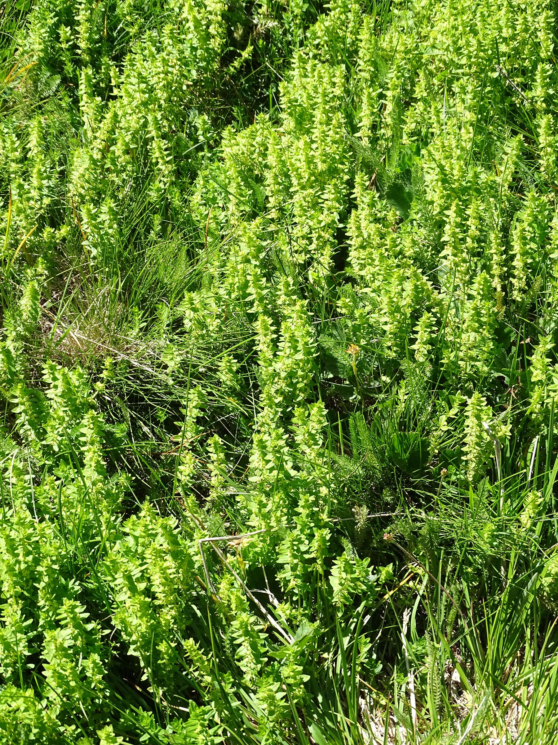 Afficher le média cruciata_glabra1mv cruciata_glabra1mv