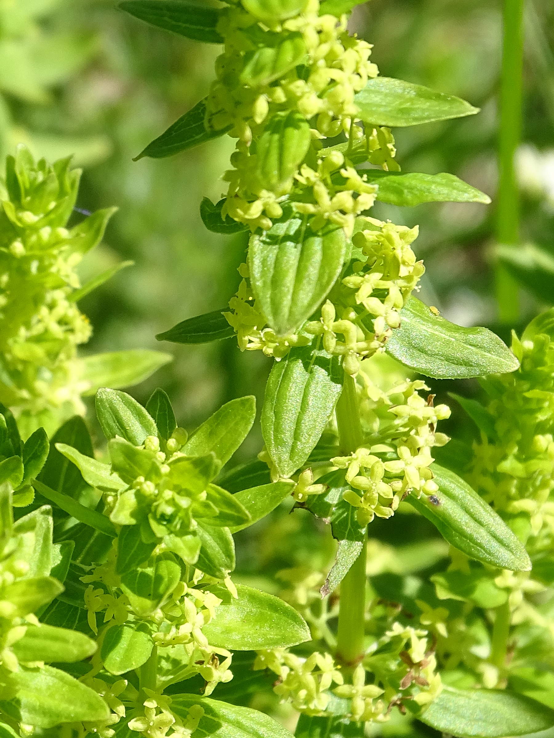 Afficher le média cruciata_glabra2mv cruciata_glabra2mv