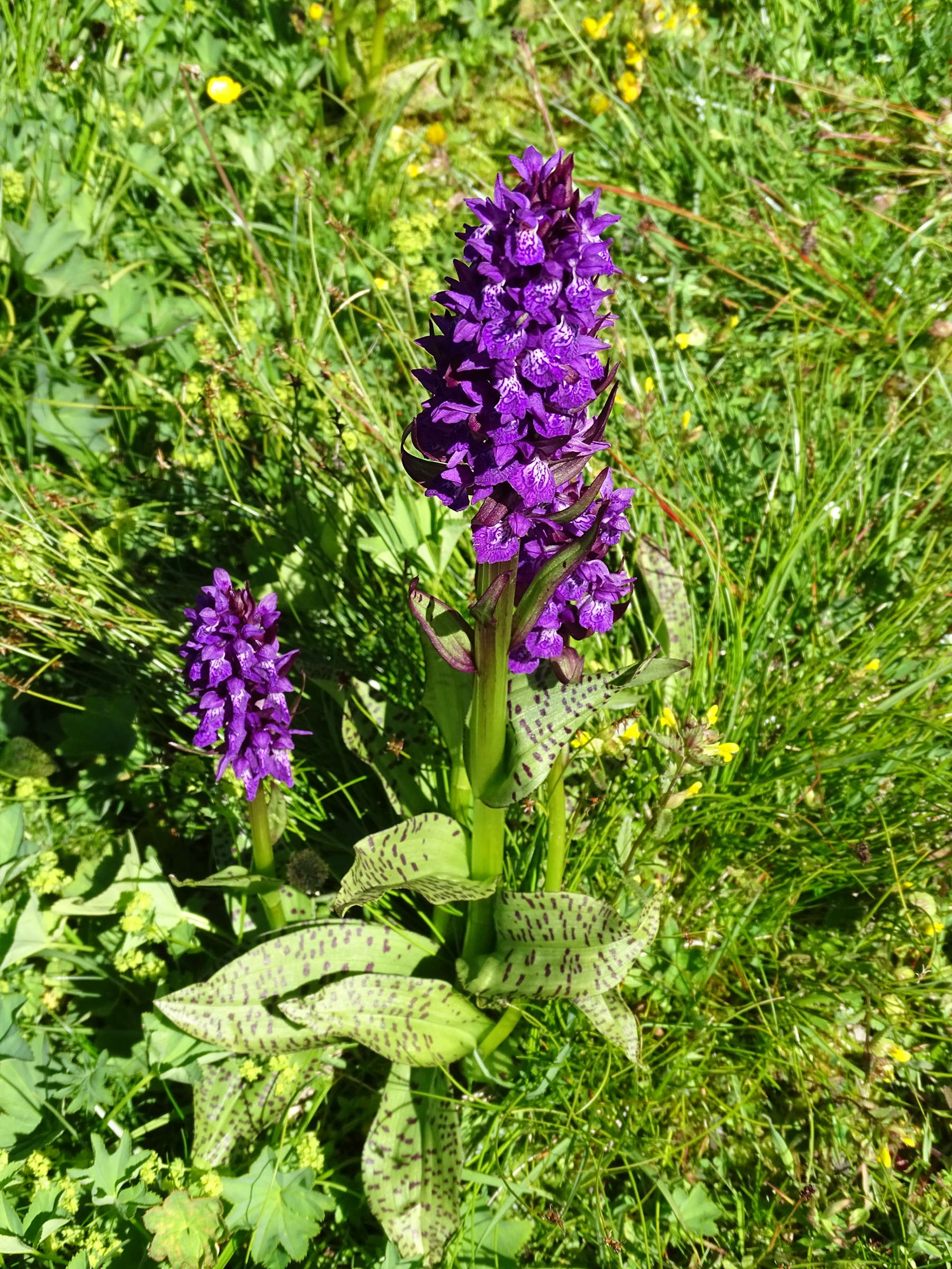 dactylorhiza_majalis_alpestris1mv