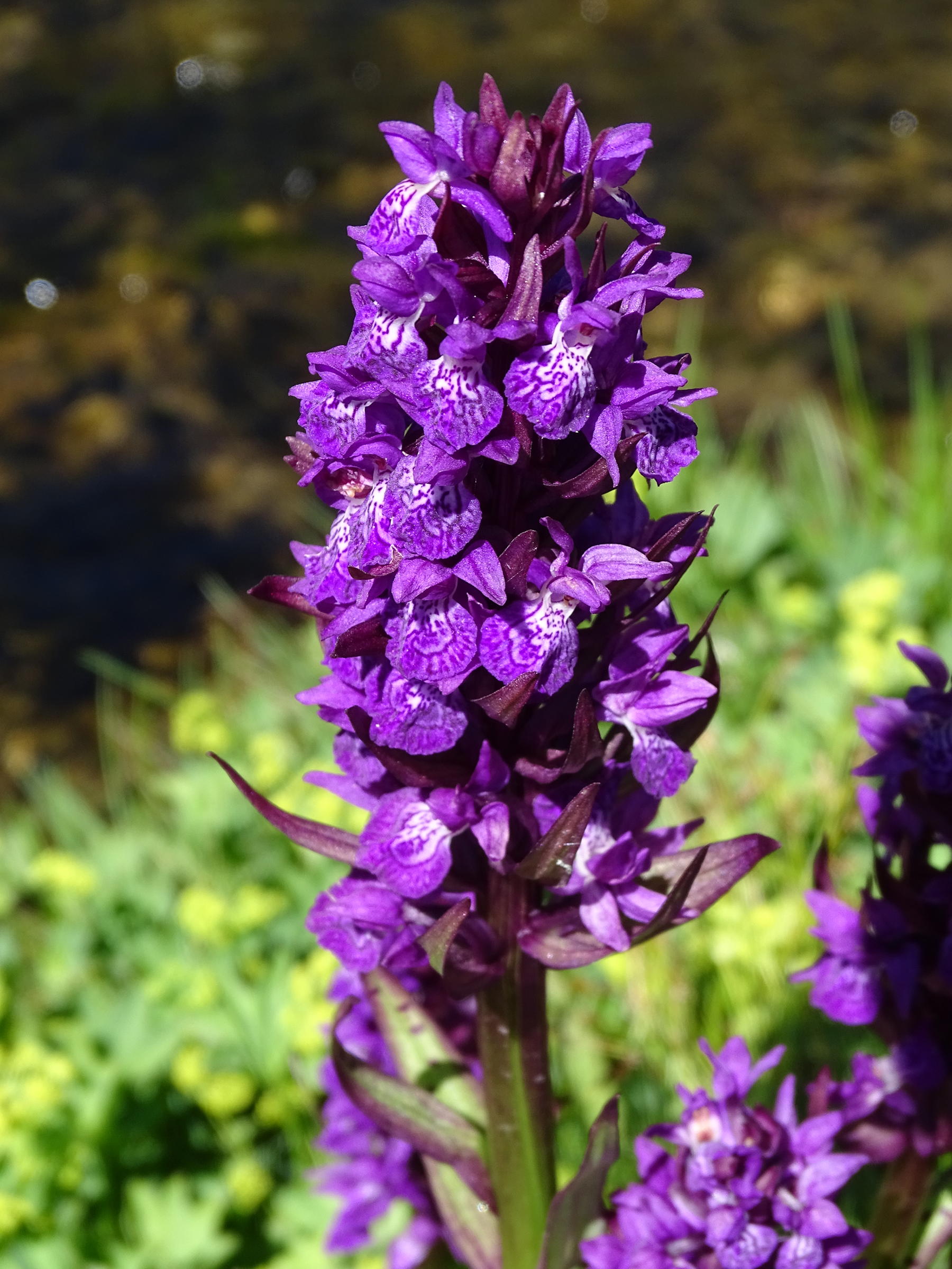 dactylorhiza_majalis_alpestris2mv