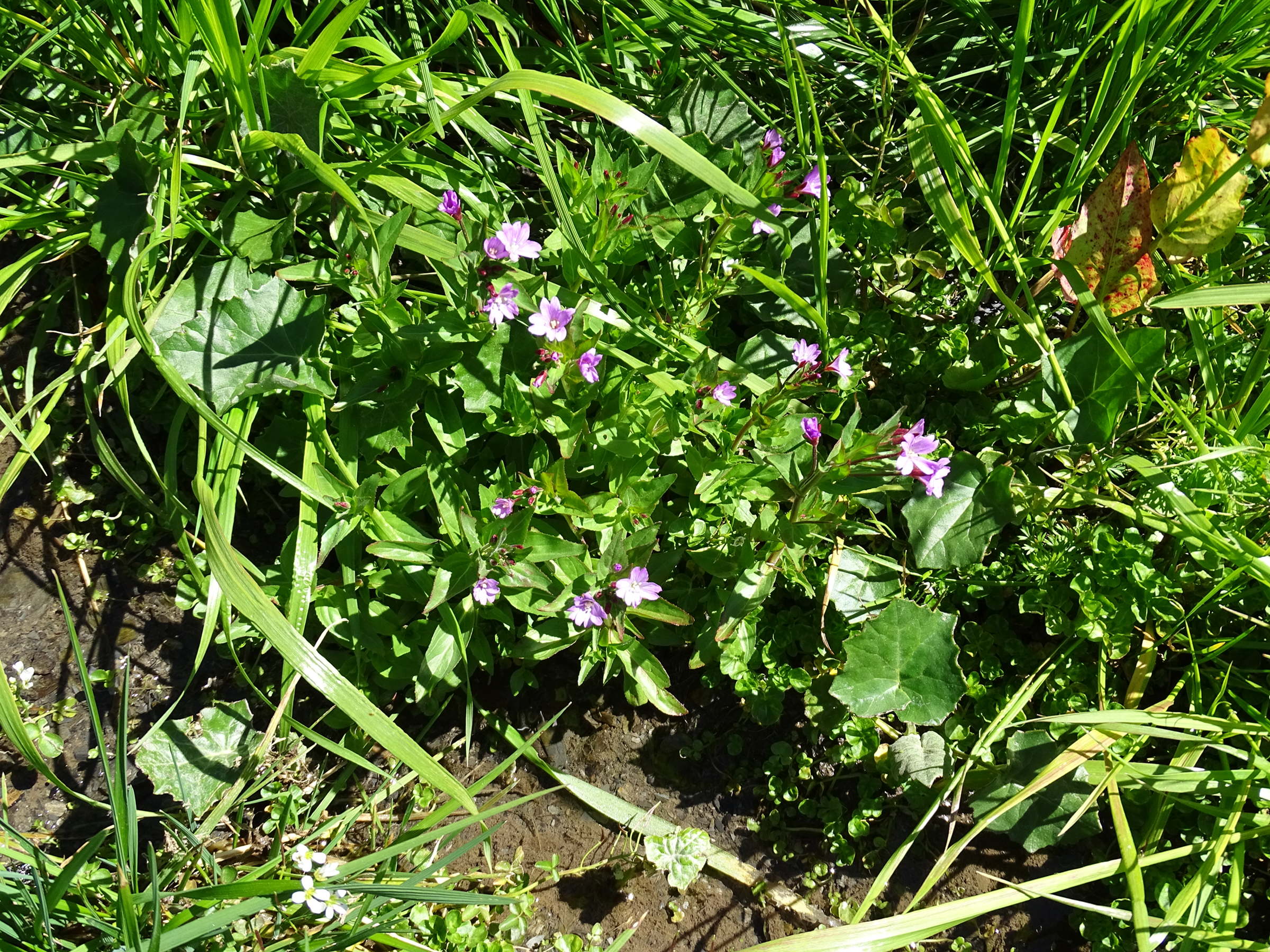 epilobium_alsinifolium3mv