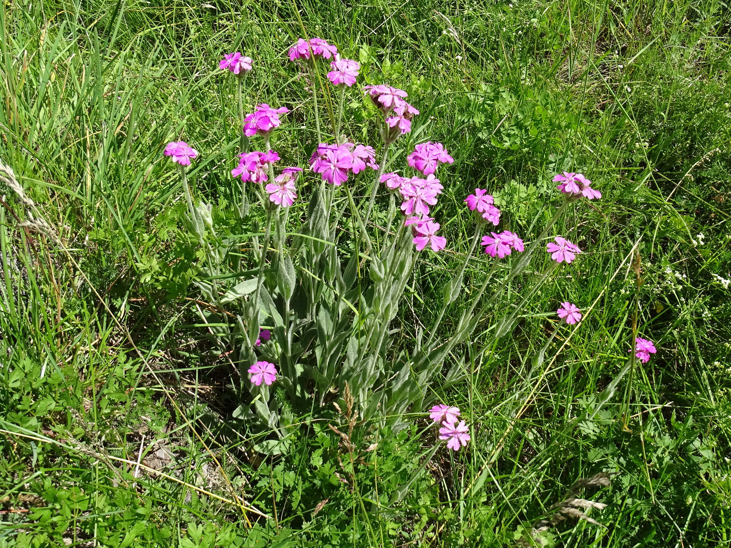 silene_flos-jovis5mv