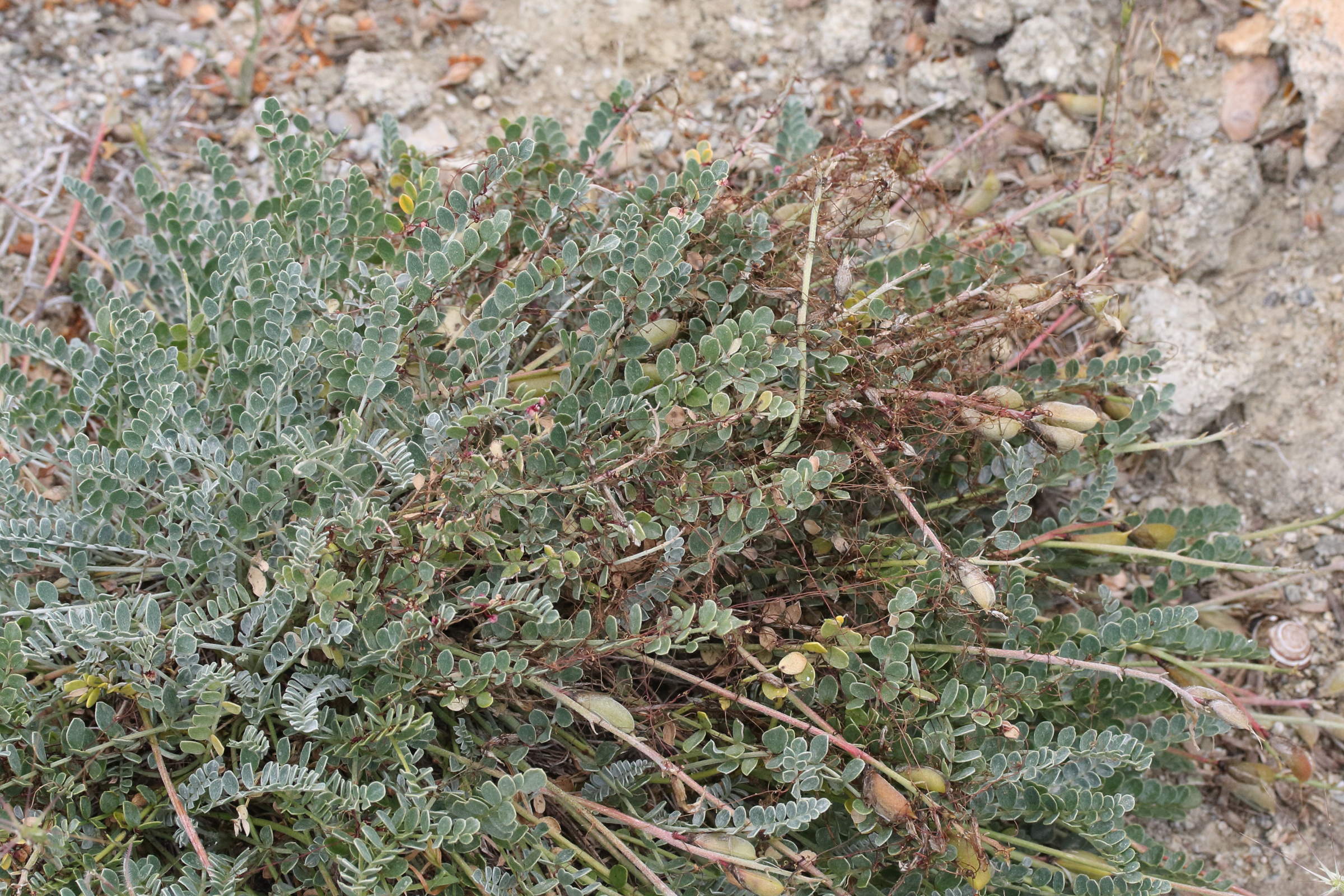 Afficher le média astragalus_spruneri1md astragalus_spruneri1md