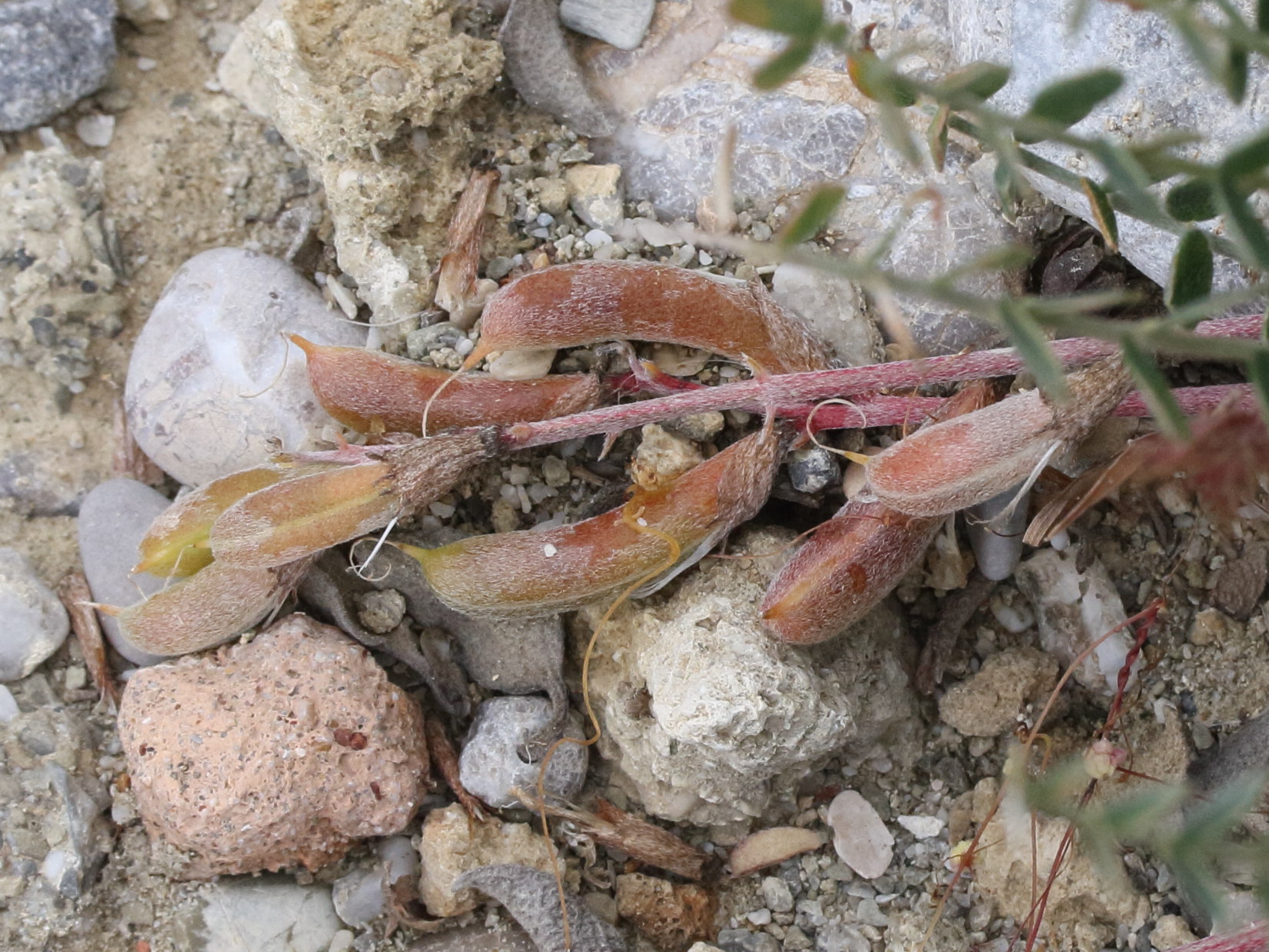 Afficher le média astragalus_spruneri2md astragalus_spruneri2md