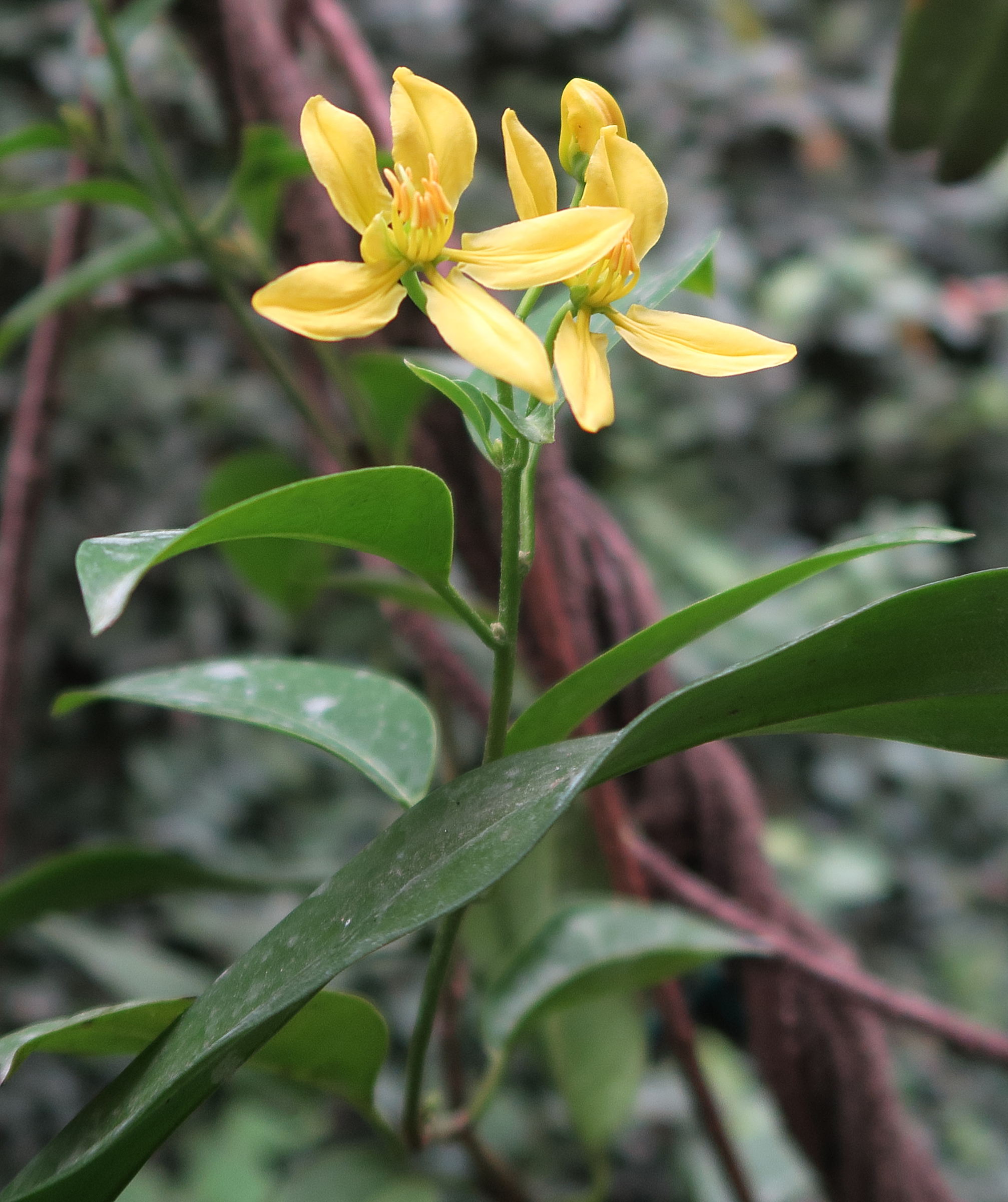 Afficher le média tristellateia_australasiae1md tristellateia_australasiae1md