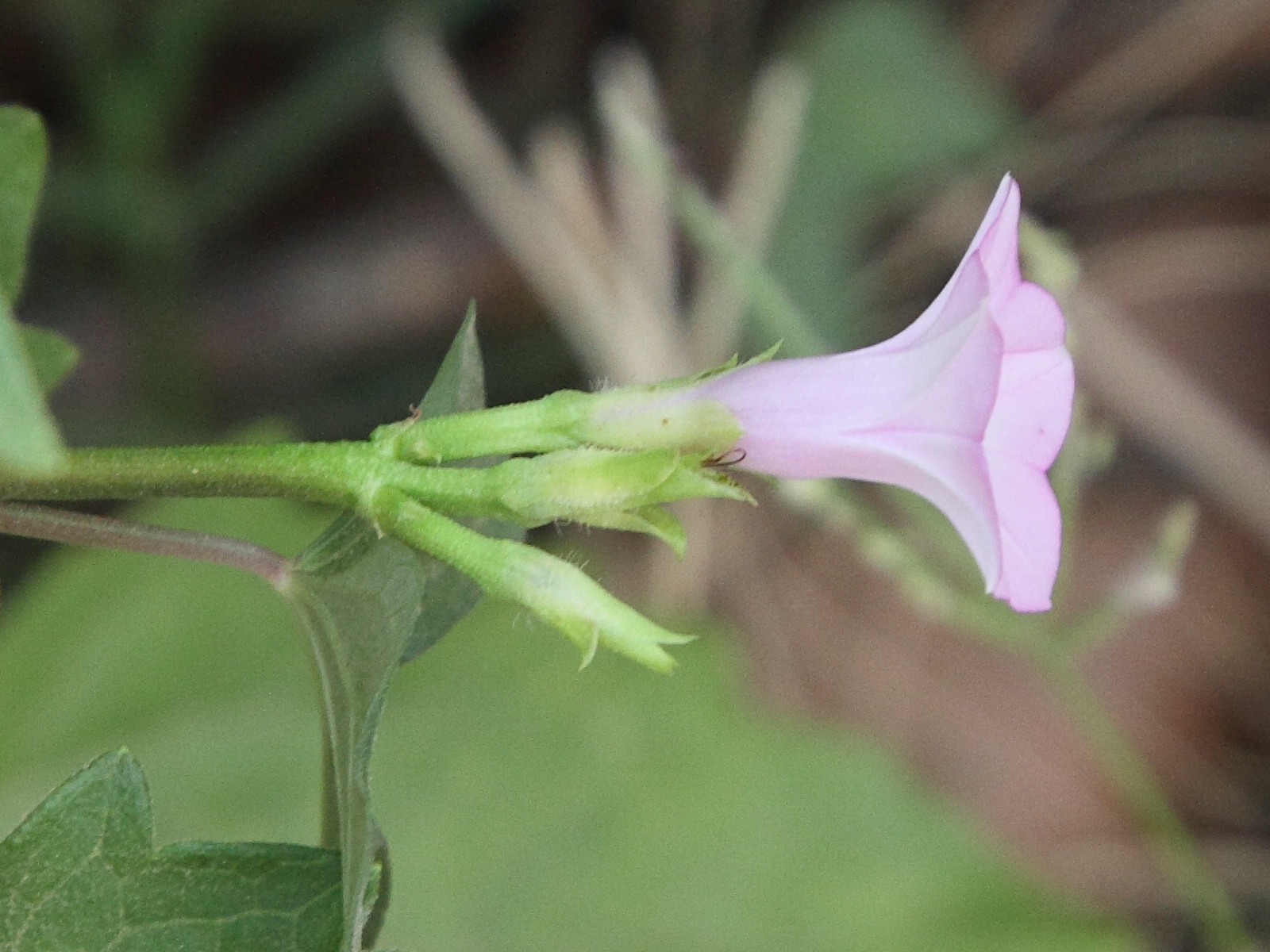 ipomoea_triloba3md