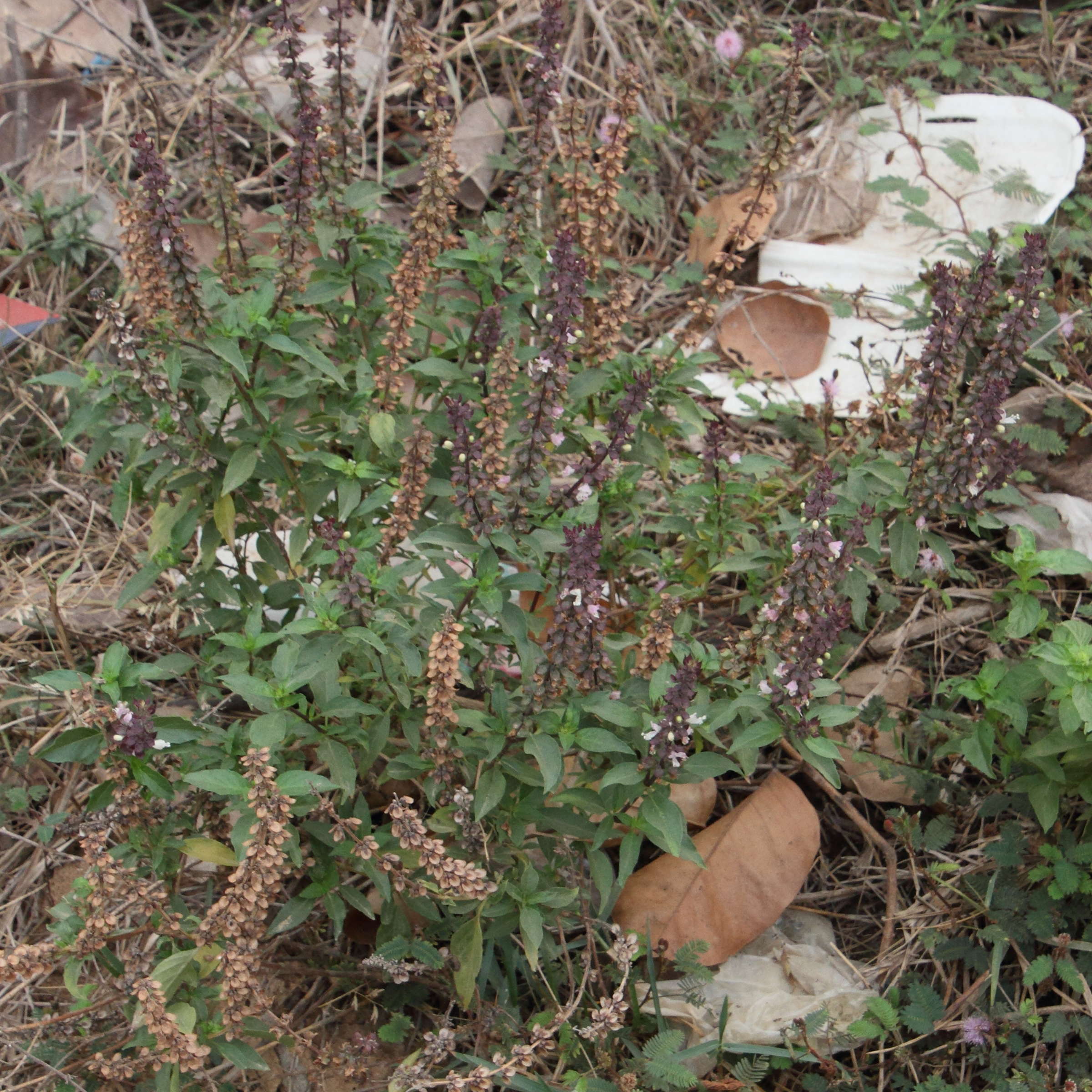 Afficher le média ocimum_basilicum5md ocimum_basilicum5md