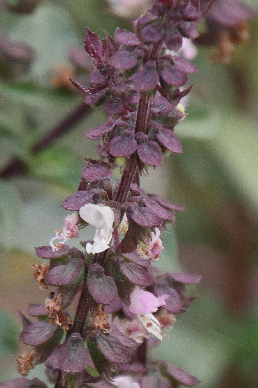 Afficher le média ocimum_basilicum6md ocimum_basilicum6md