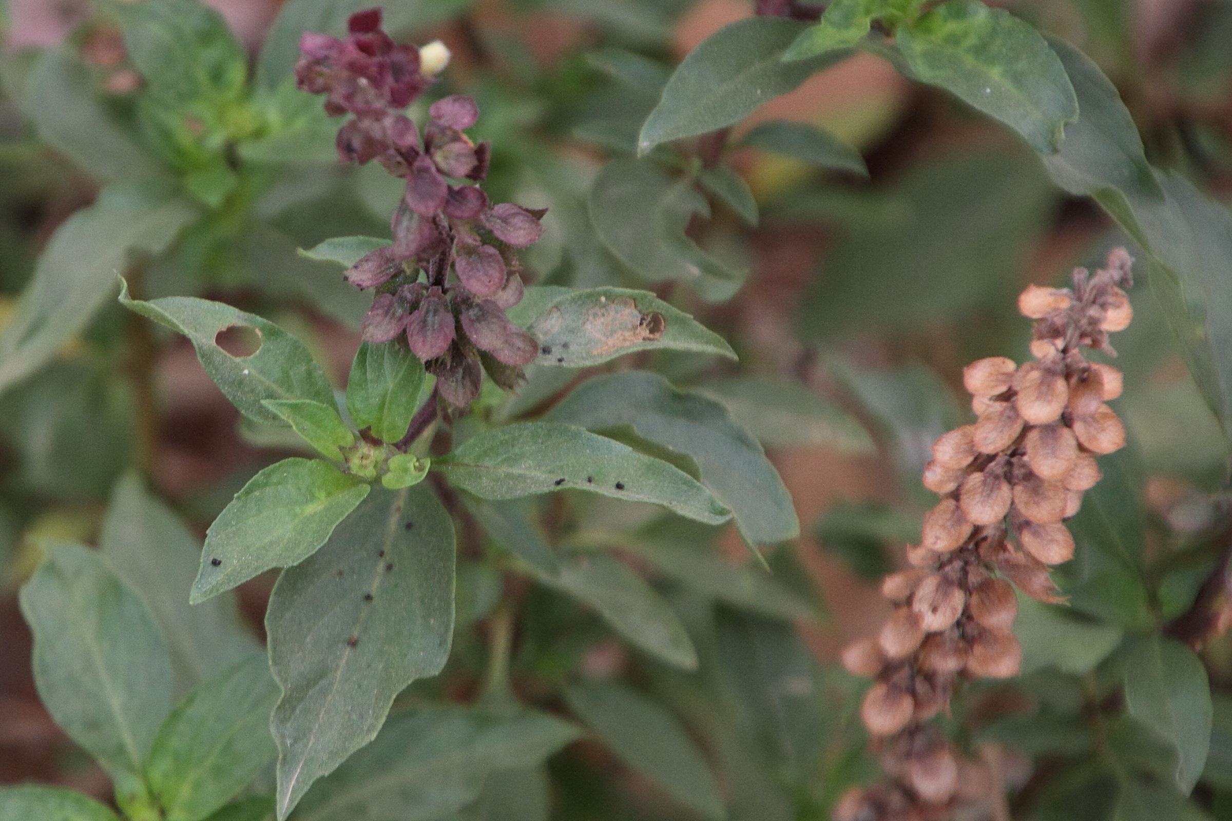 Afficher le média ocimum_basilicum7md ocimum_basilicum7md