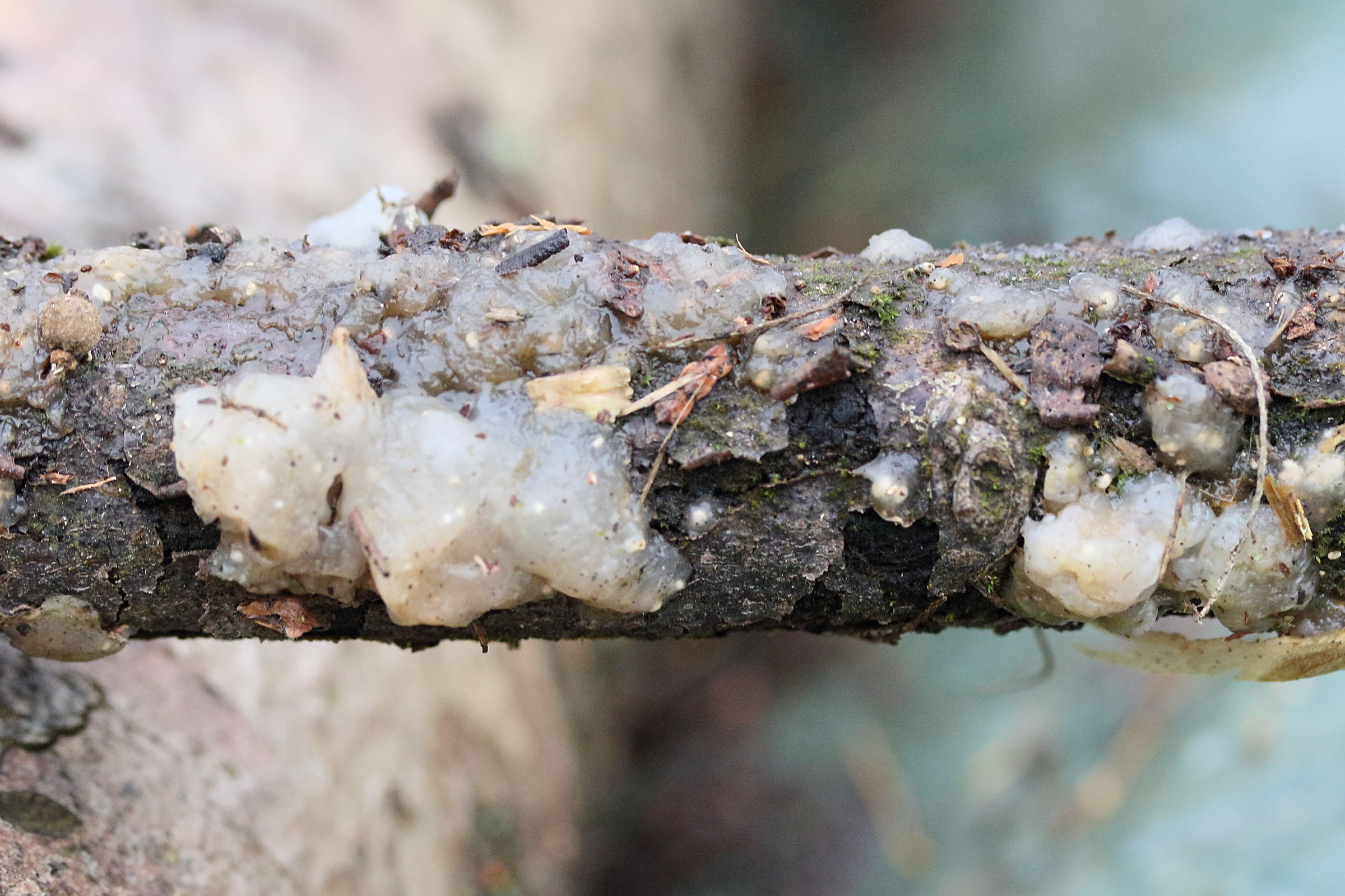 myxarium_nucleatum1md