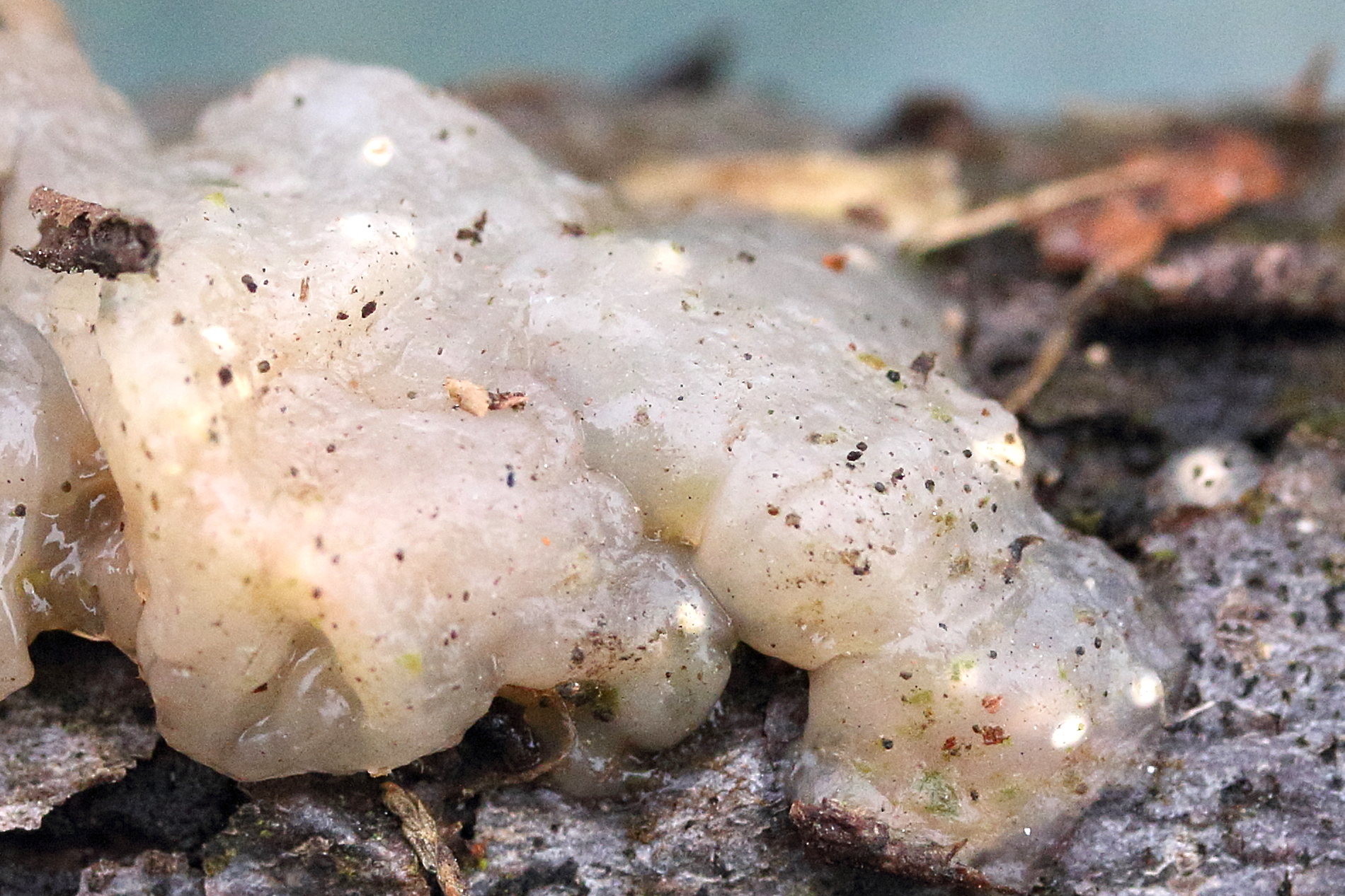 myxarium_nucleatum2md