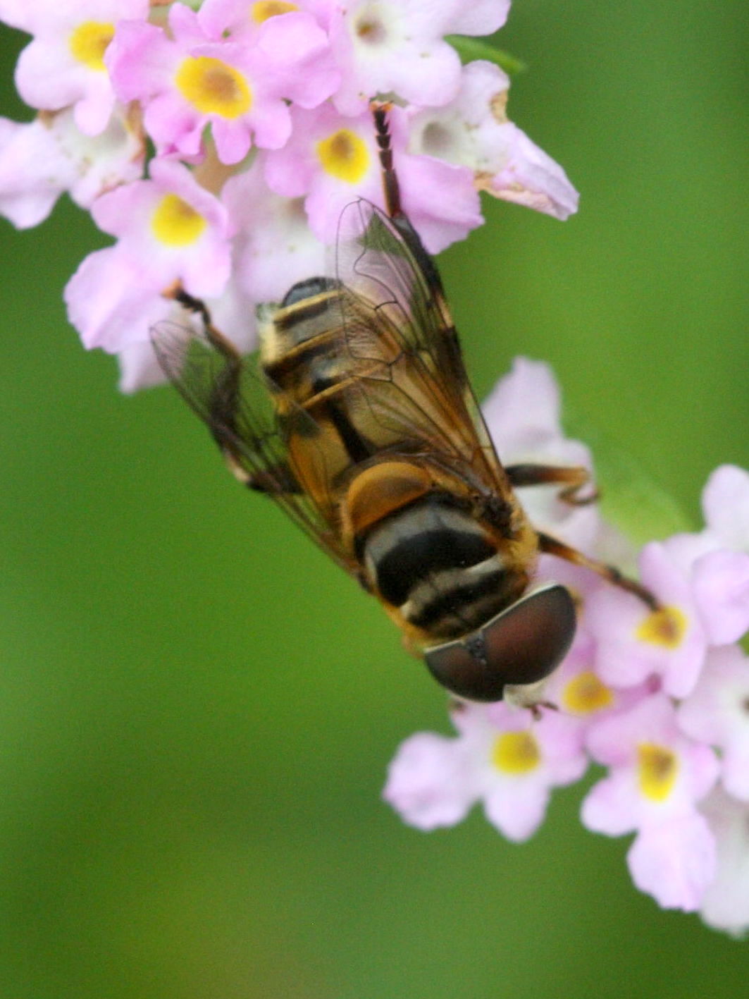 palpada_vinetorium1md